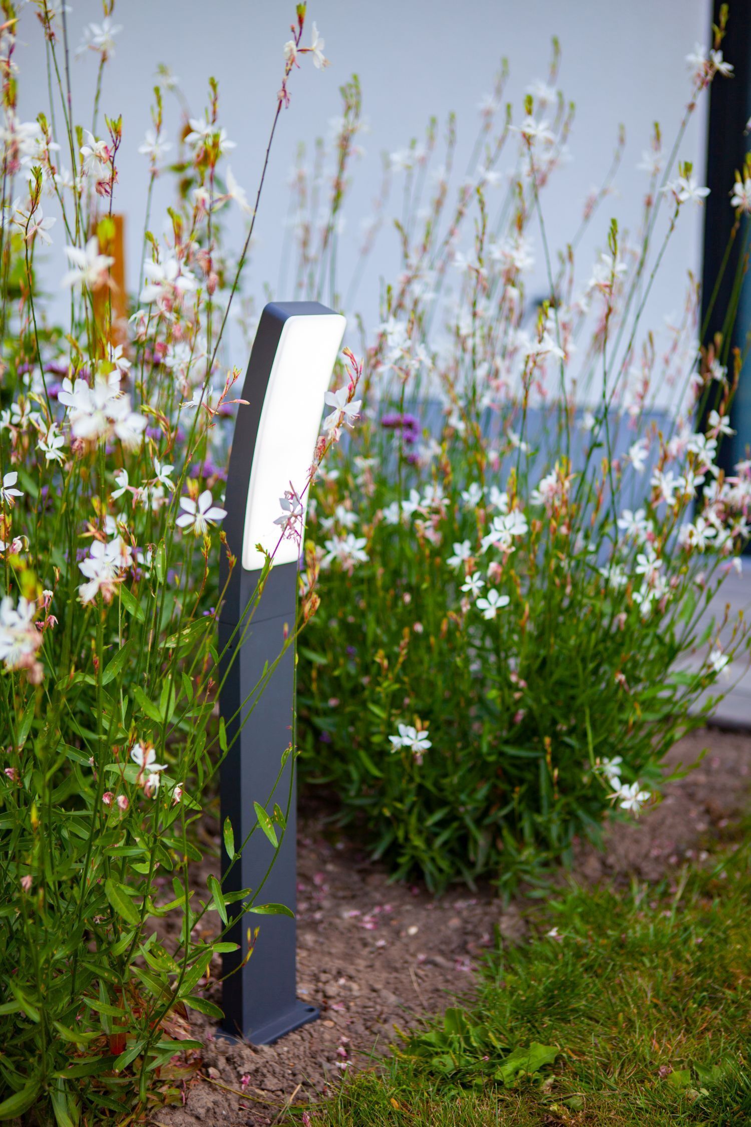 Gras, Blume, Draußen, Natur, Gänseblümchen