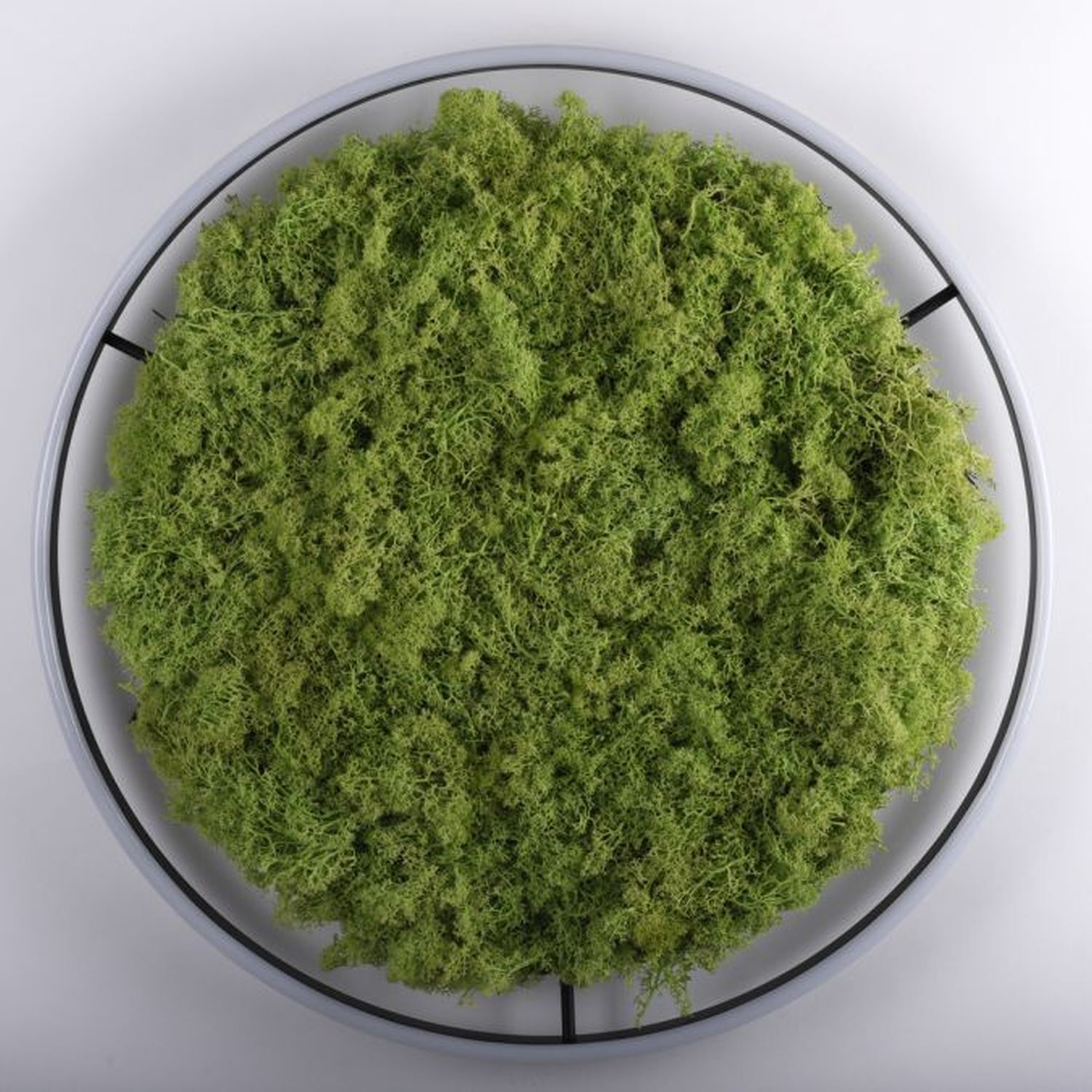 Moos, Pflanze, Puder, Teller