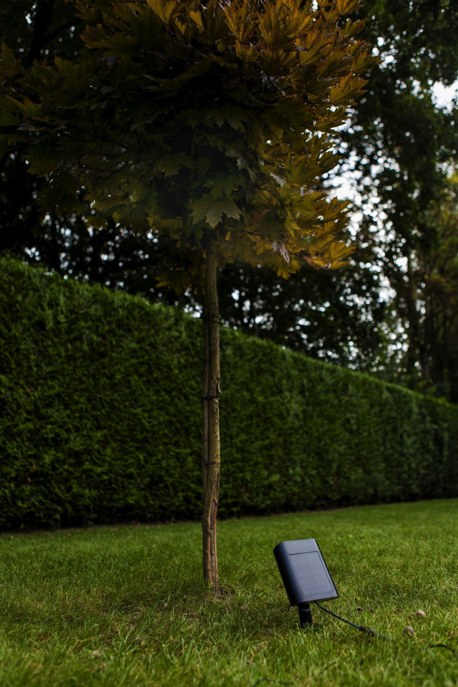 Gras, Rasen, Baum, Blatt, Baumstamm