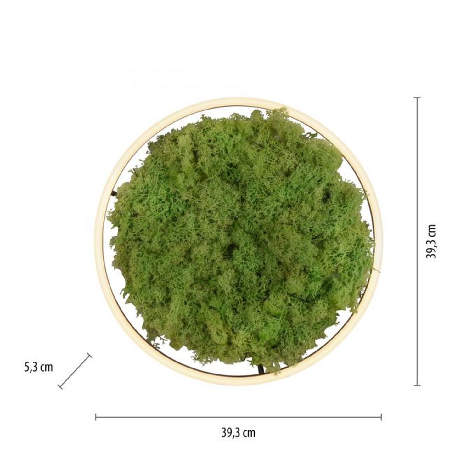 Moos, Pflanze, Vegetation, Puder, Kräuterig