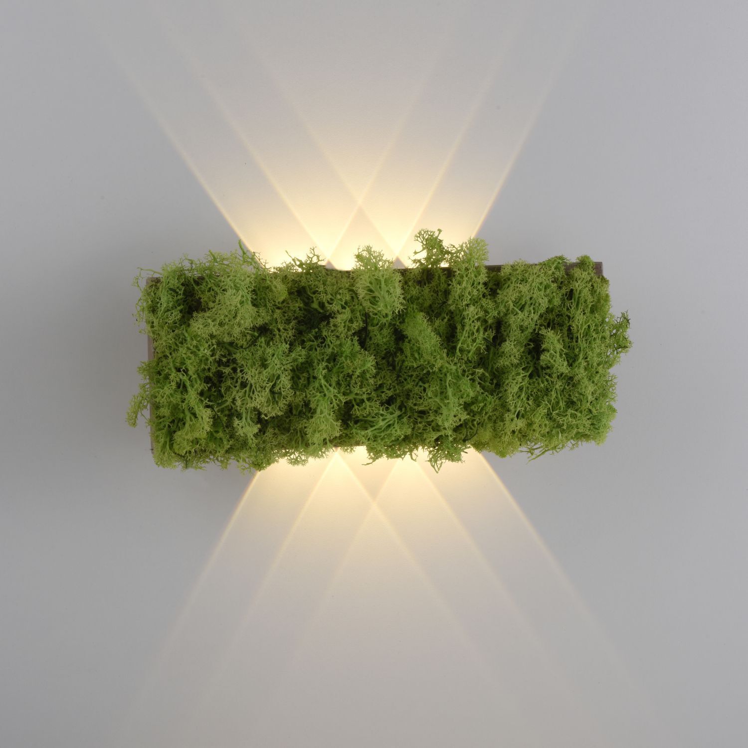 Moos, Grün, Vegetation, Baum, Hecke