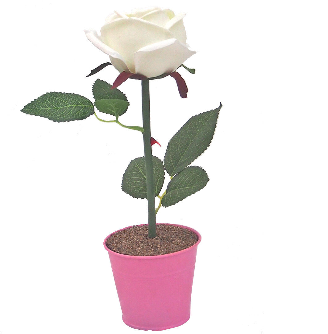 Blume, Pflanze, Rose, Blatt
