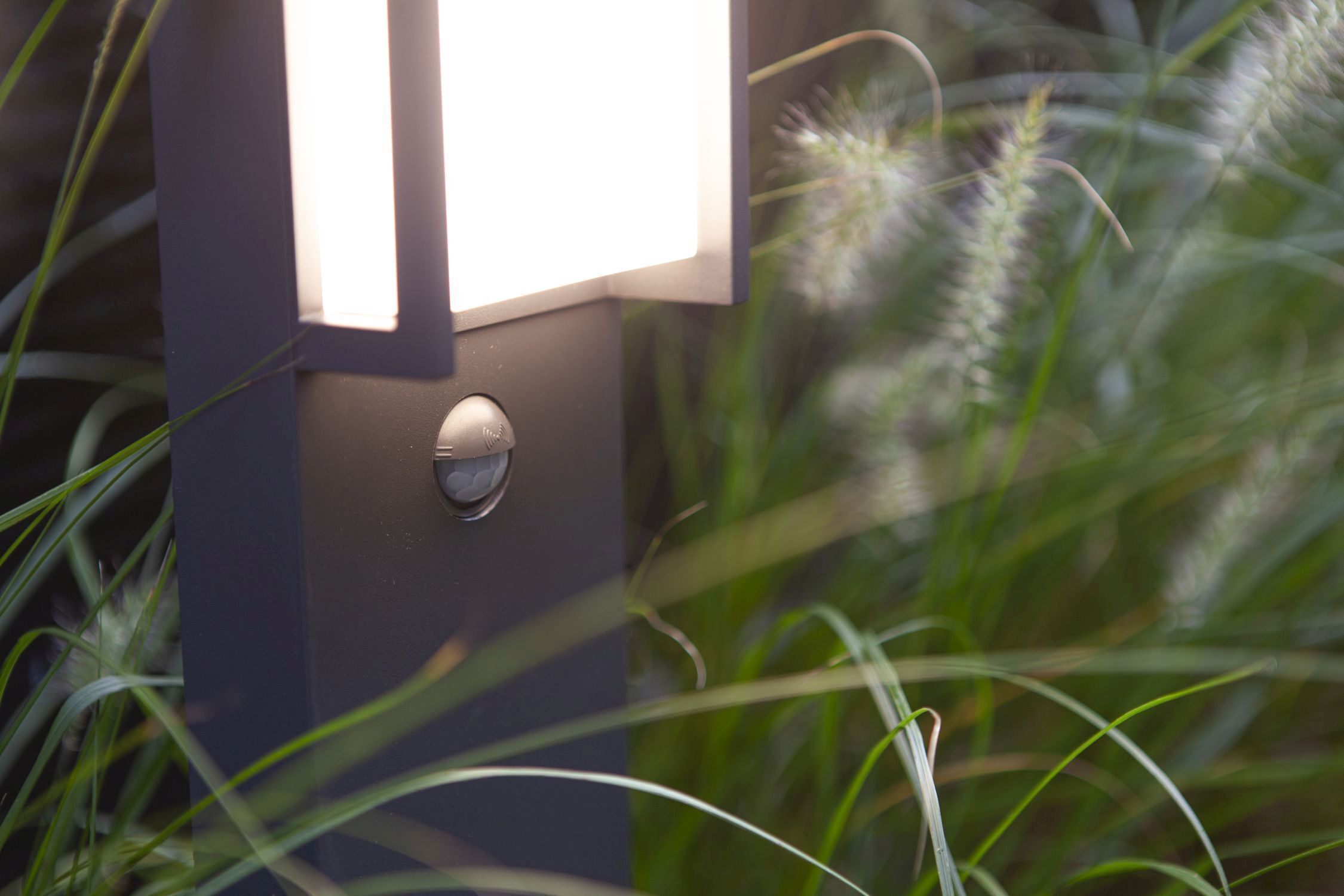 Pflanze, Schilf, Beleuchtung, Lampe, Gras