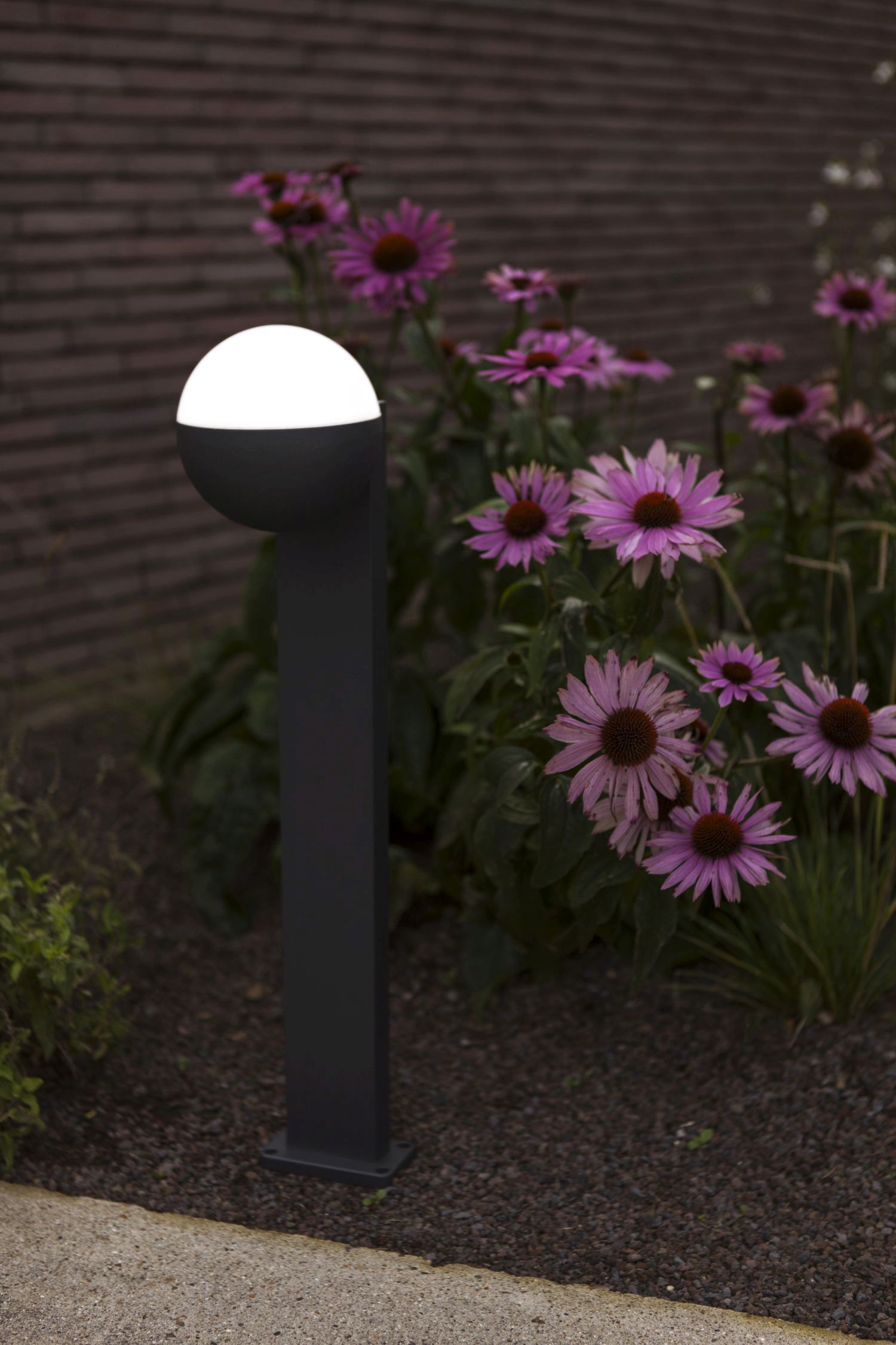 Gänseblümchen, Blume, Pflanze, Laternenpfahl, Lampe