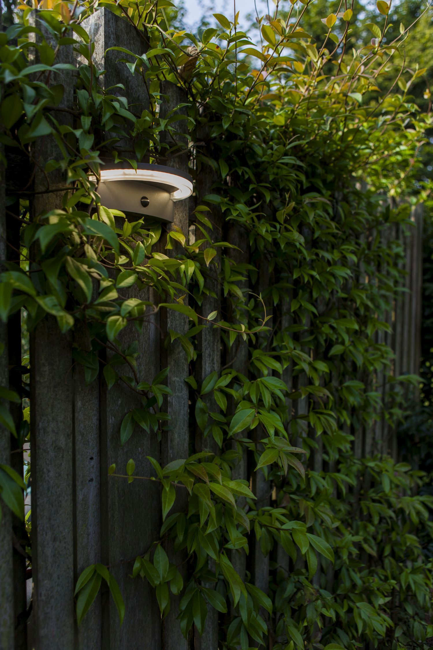 Garten, Natur, Draußen, Pflanze
