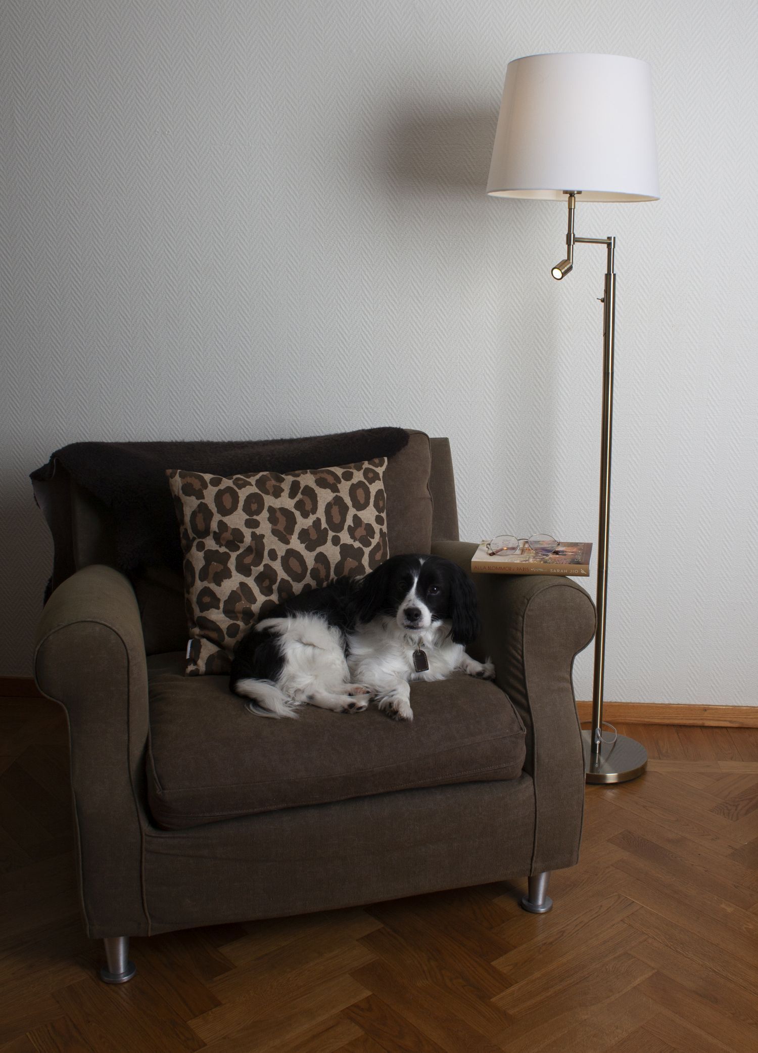 wohnzimmer, hund, lampe, sofa, leopardenkissen