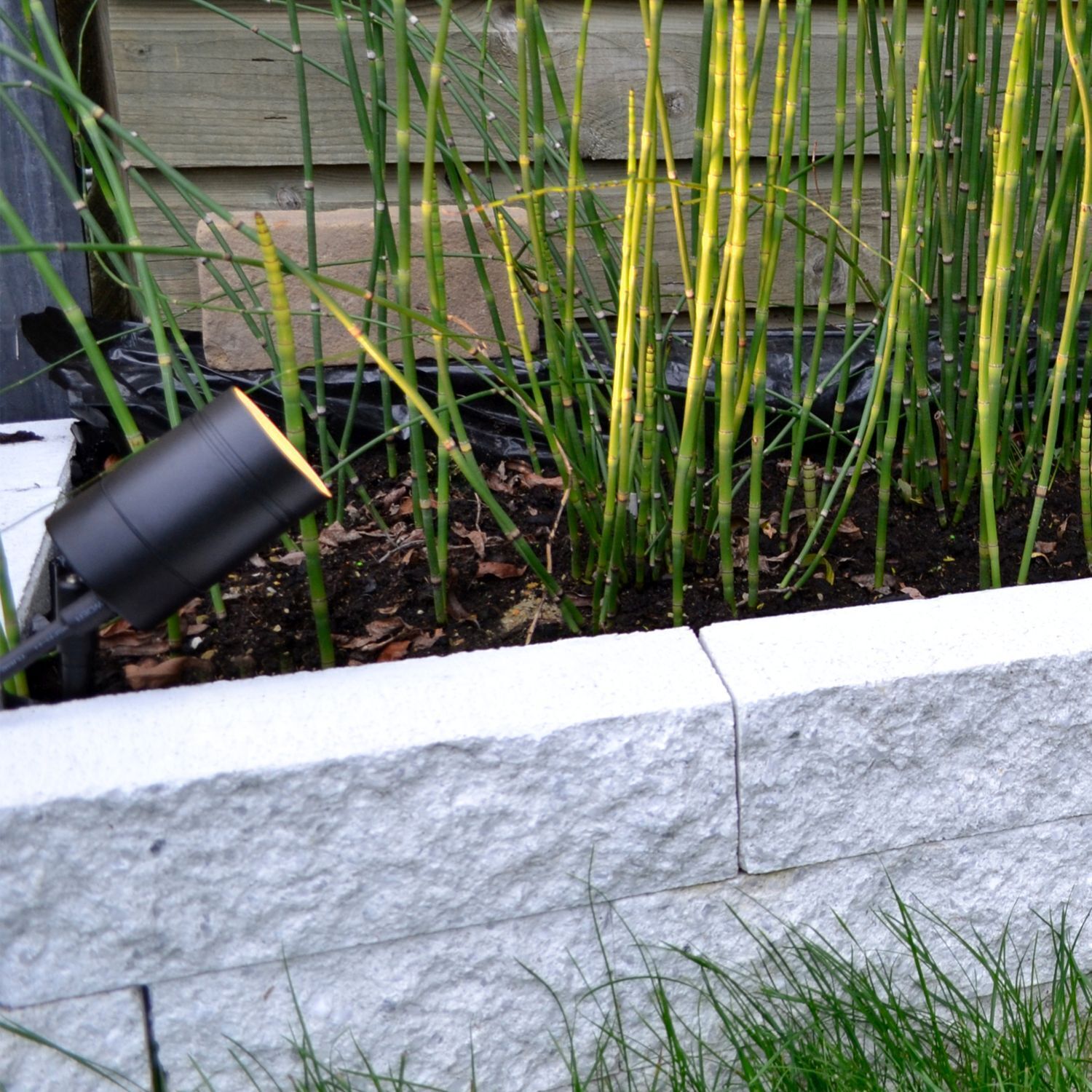 Bambus, Streifenbambus, Beet, Gartenbeet, Gartenlicht