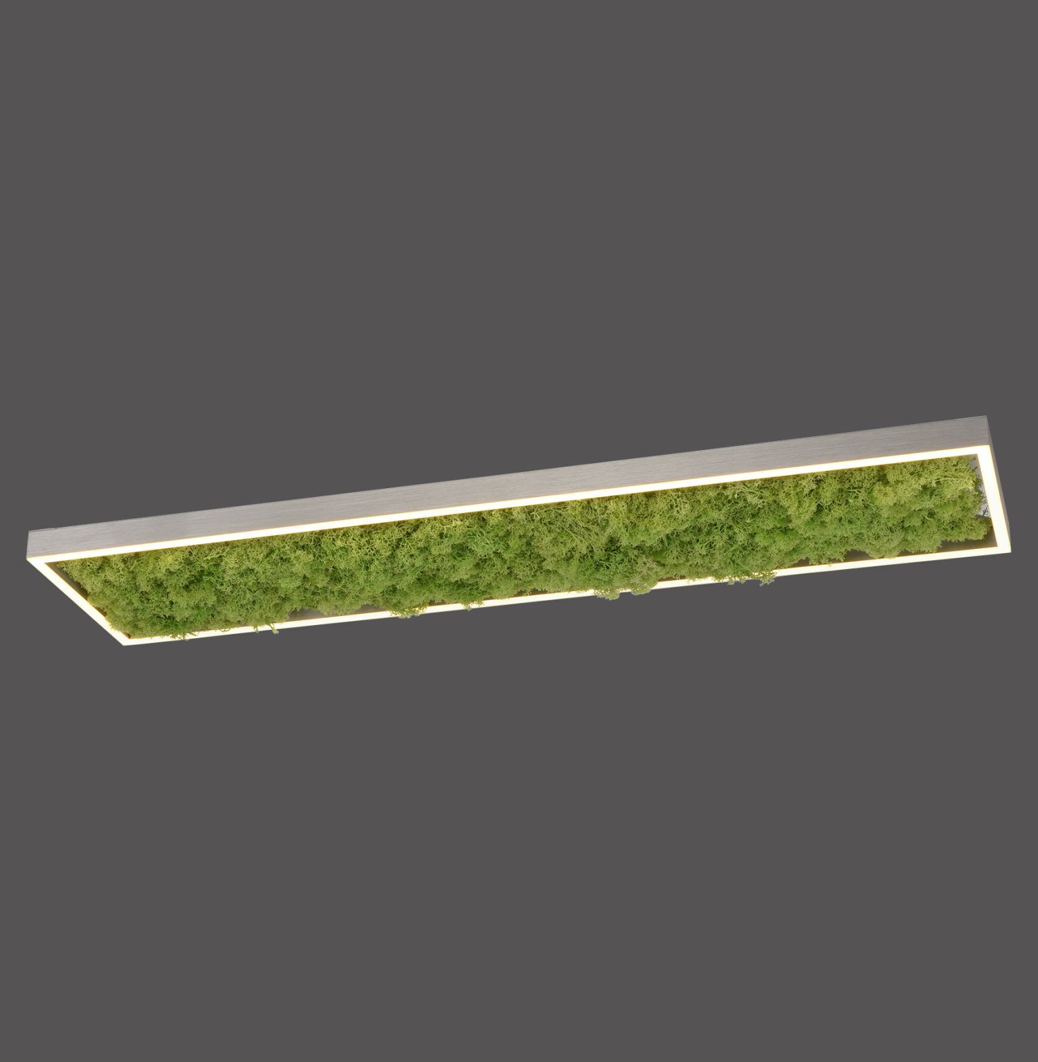 LED Deckenleuchte Moos L:100 cm 3000 K 3550 lm aus Moos