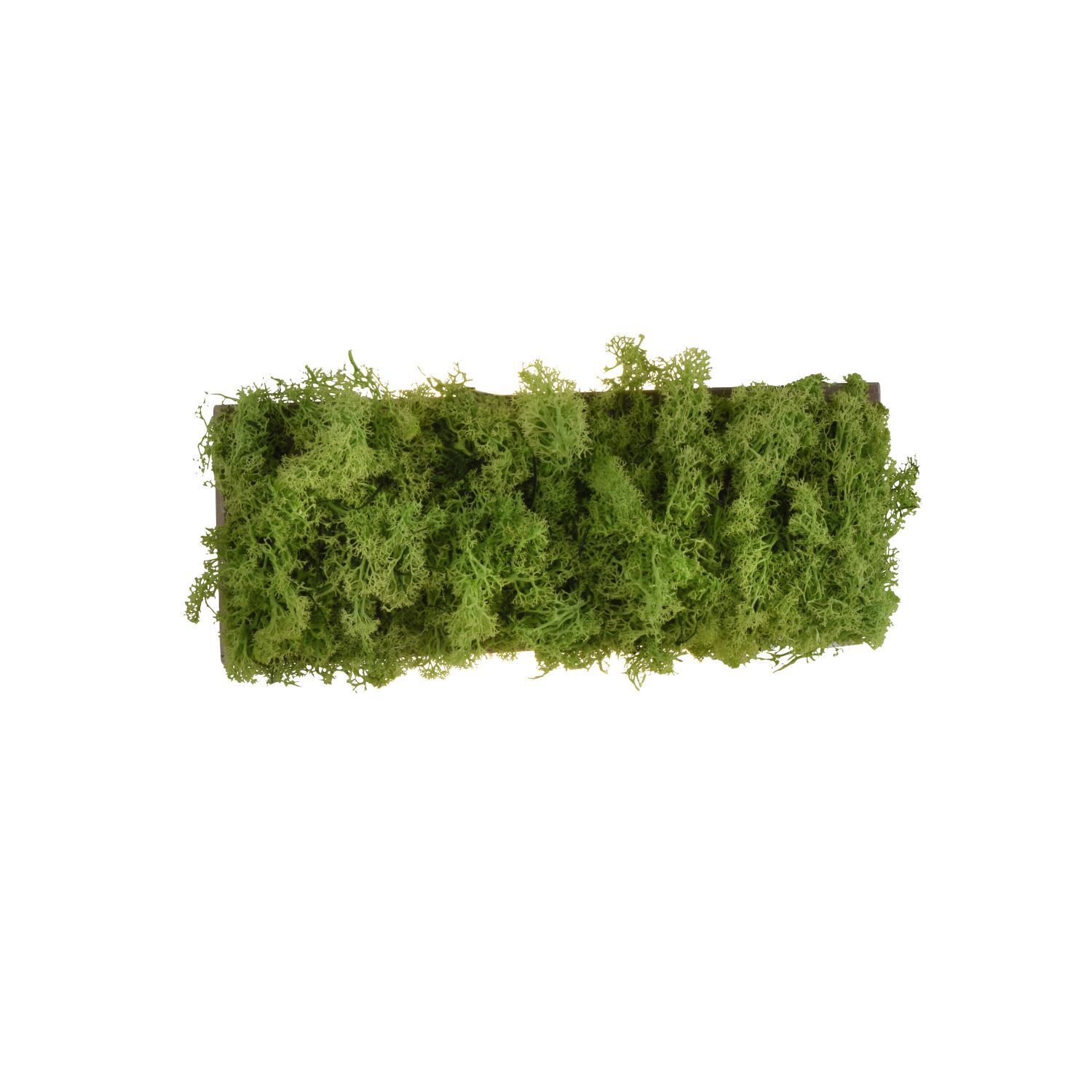 Moos, Pflanze, Hecke, Würzen, Baum