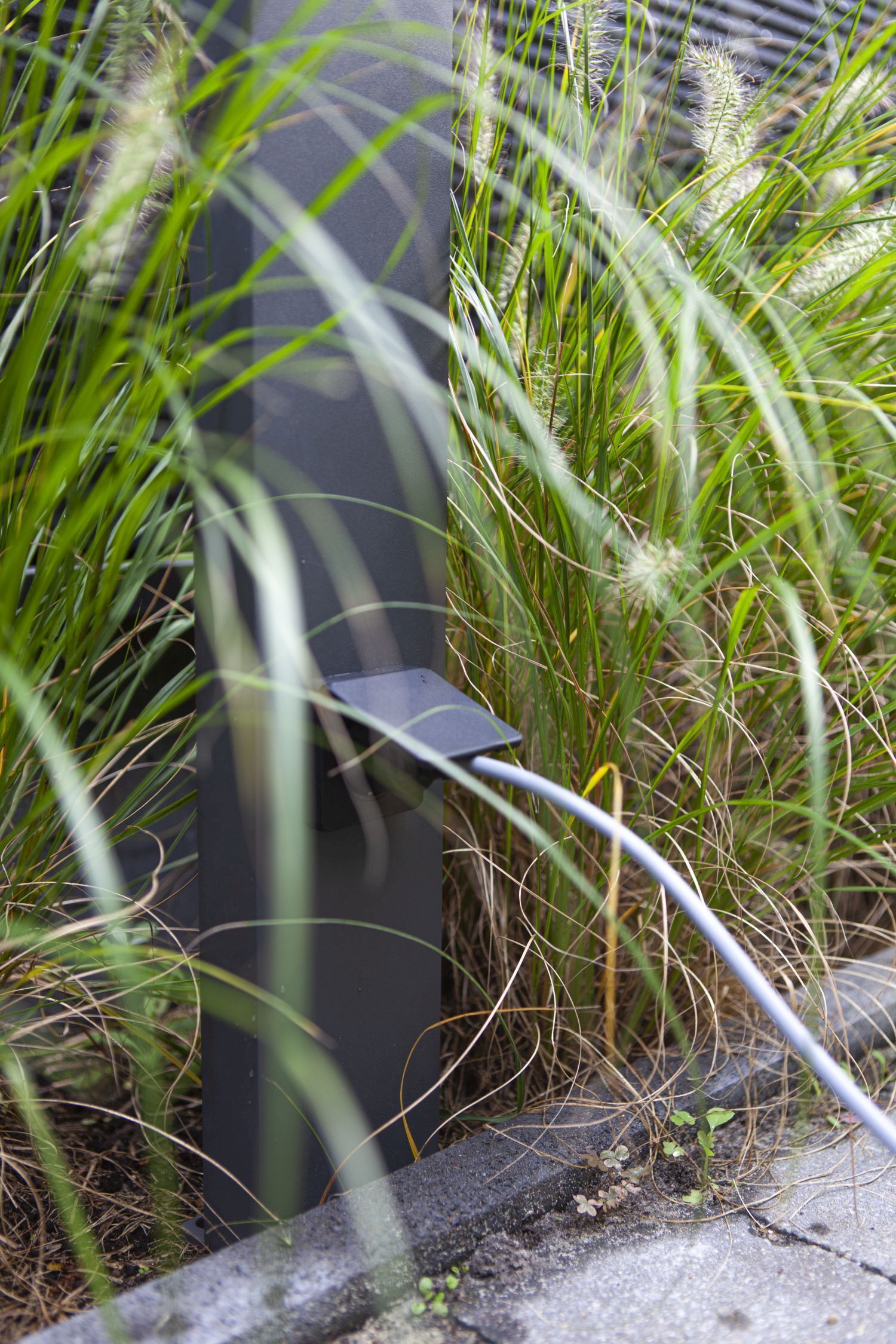 Gras, Pflanze, Vegetation, Schilf
