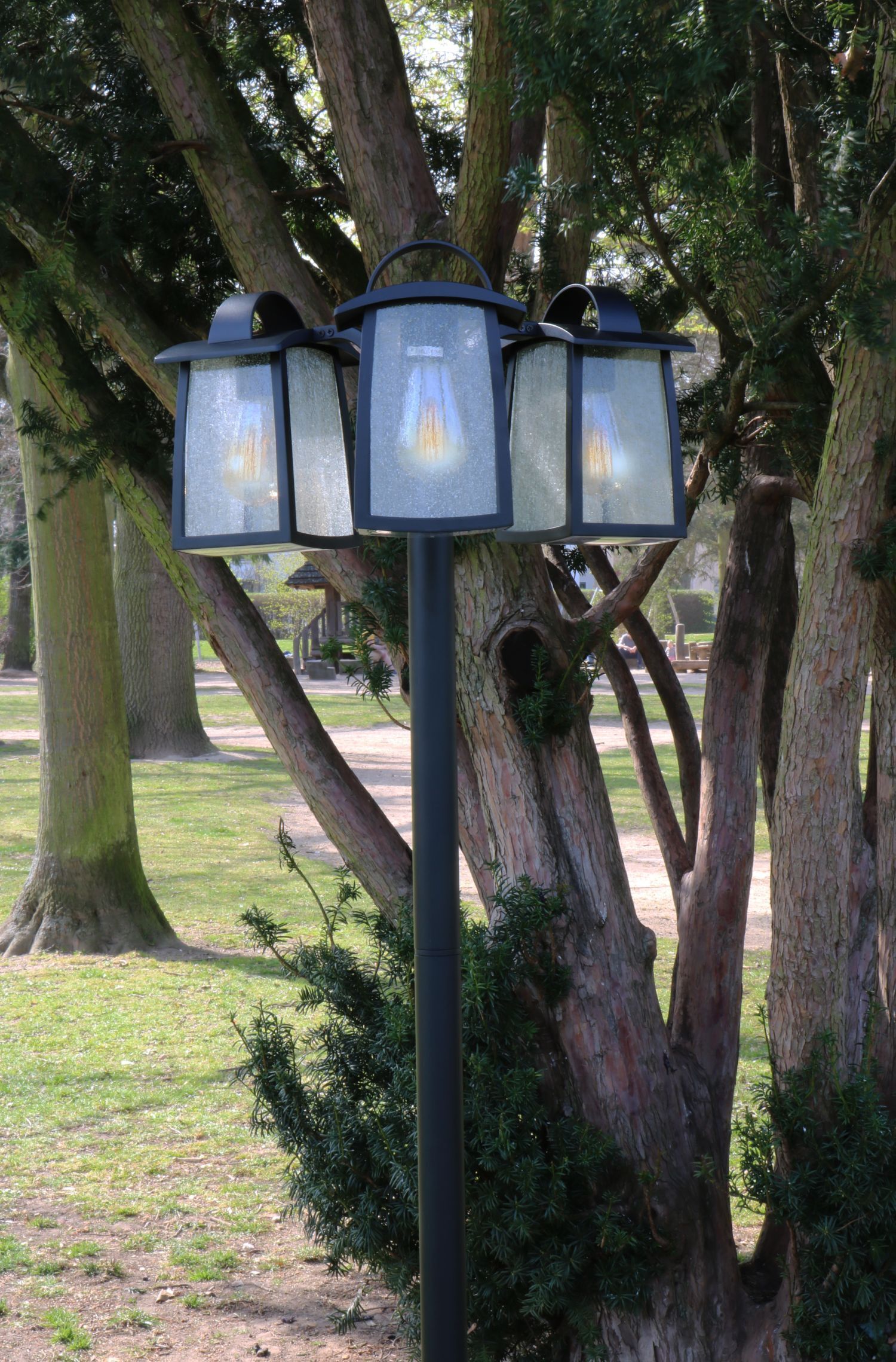 Pflanze, Baum, Baumstamm, Lampe