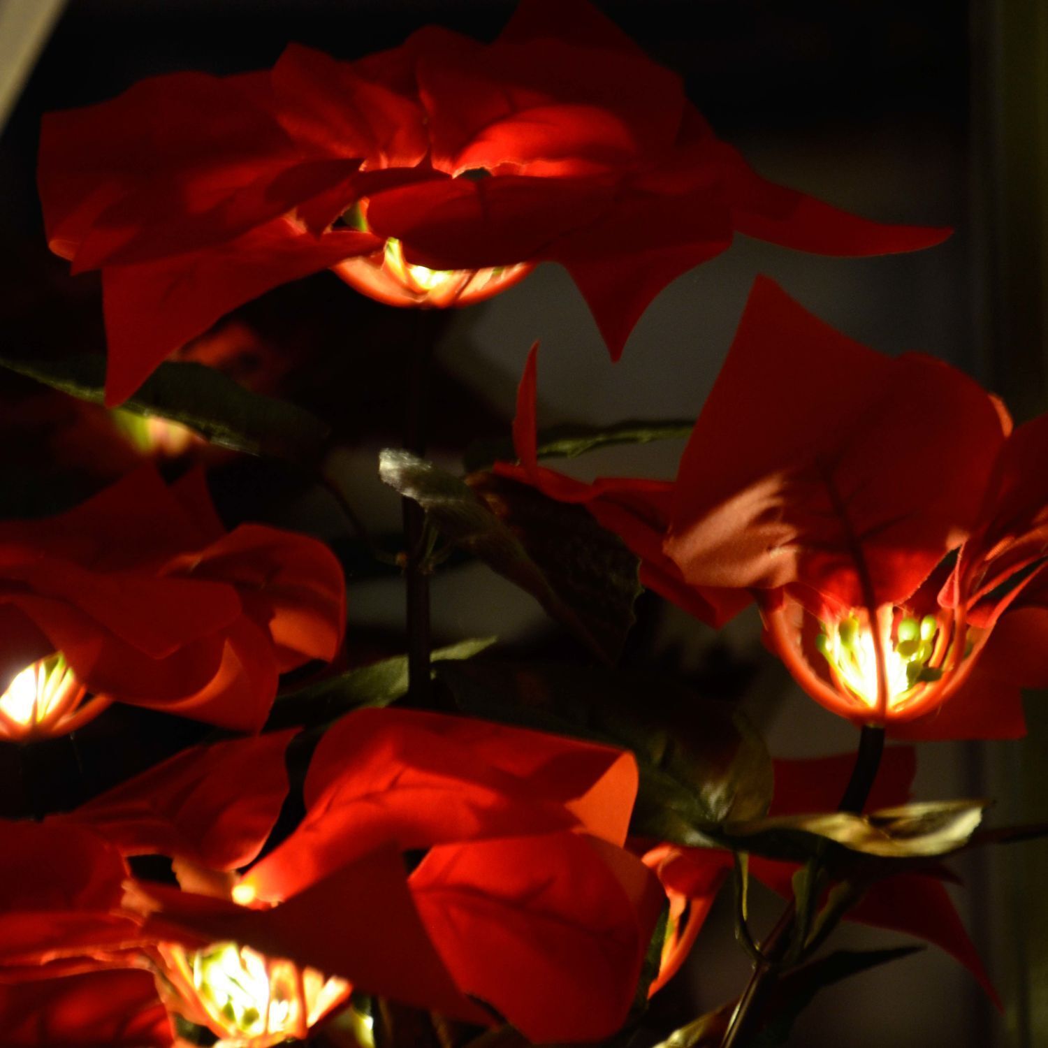 Blume, Blütenblatt, Pflanze, Geranie, Rose