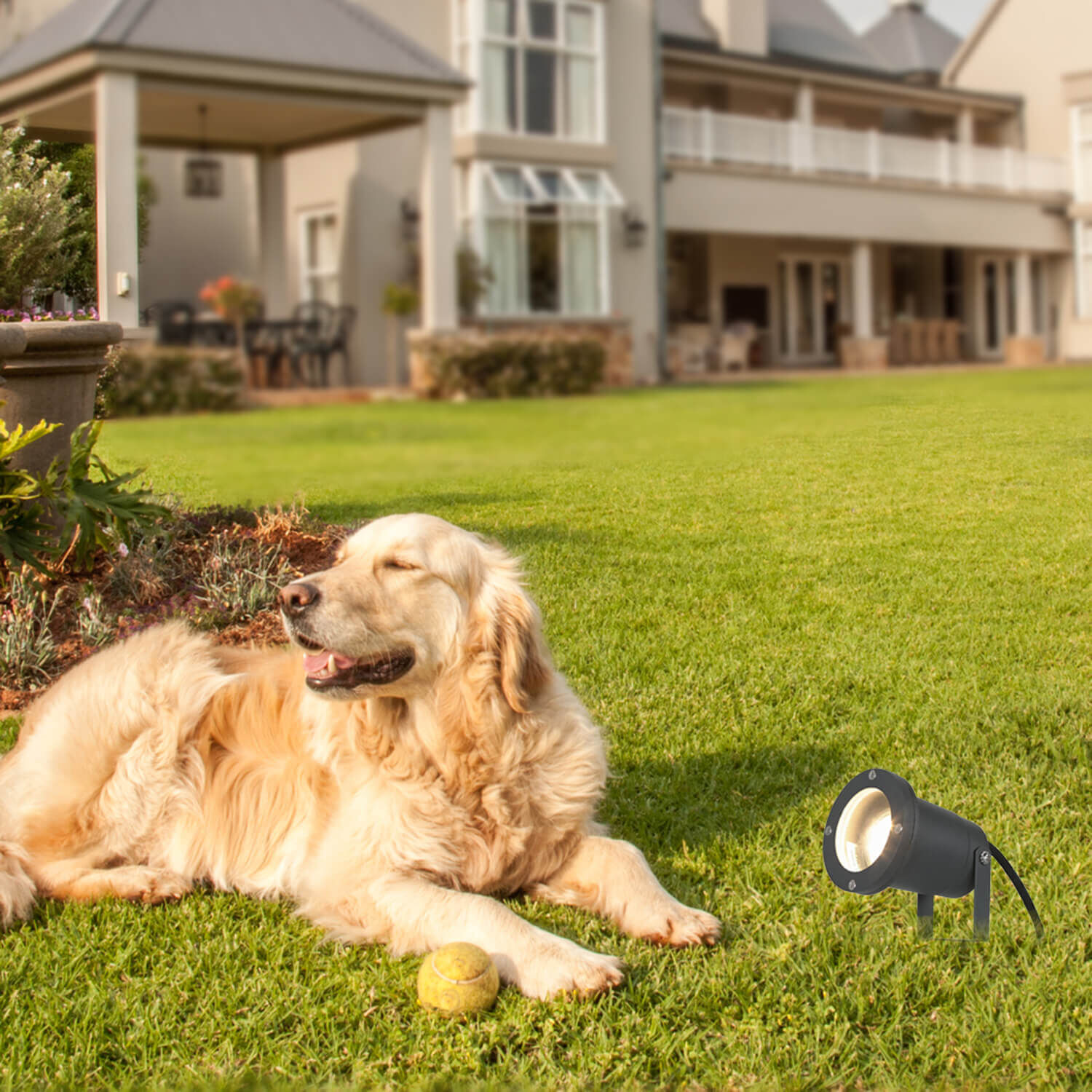Gras, Rasen, Fußball, Golden Retriever, Tennisball