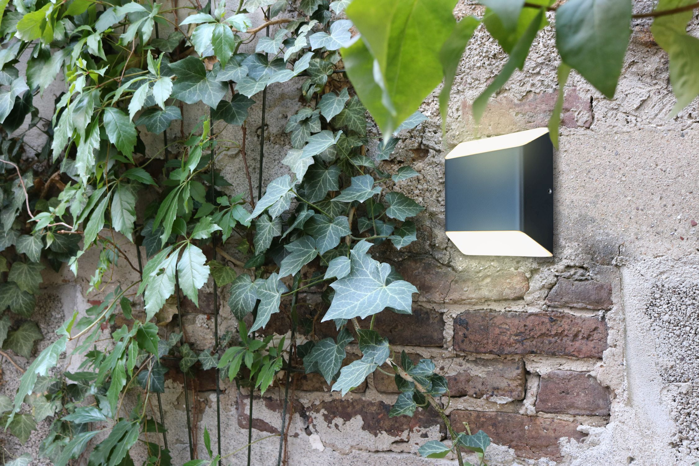 Blatt, Überwachen, Bildschirm, Ivy, Weinrebe