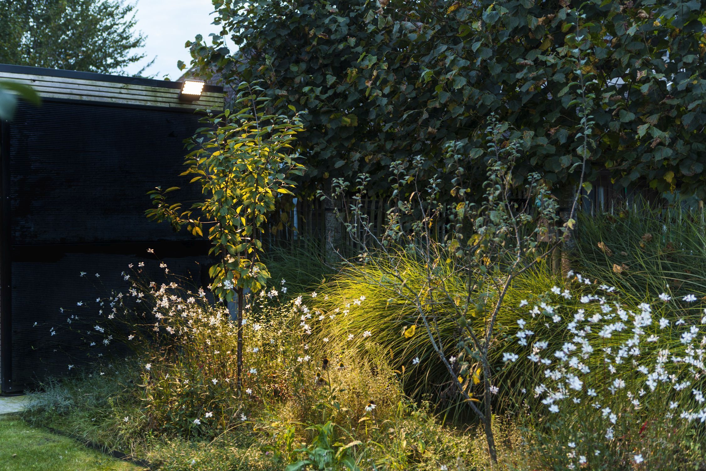Garten, Natur, Draußen, Vegetation, Gras