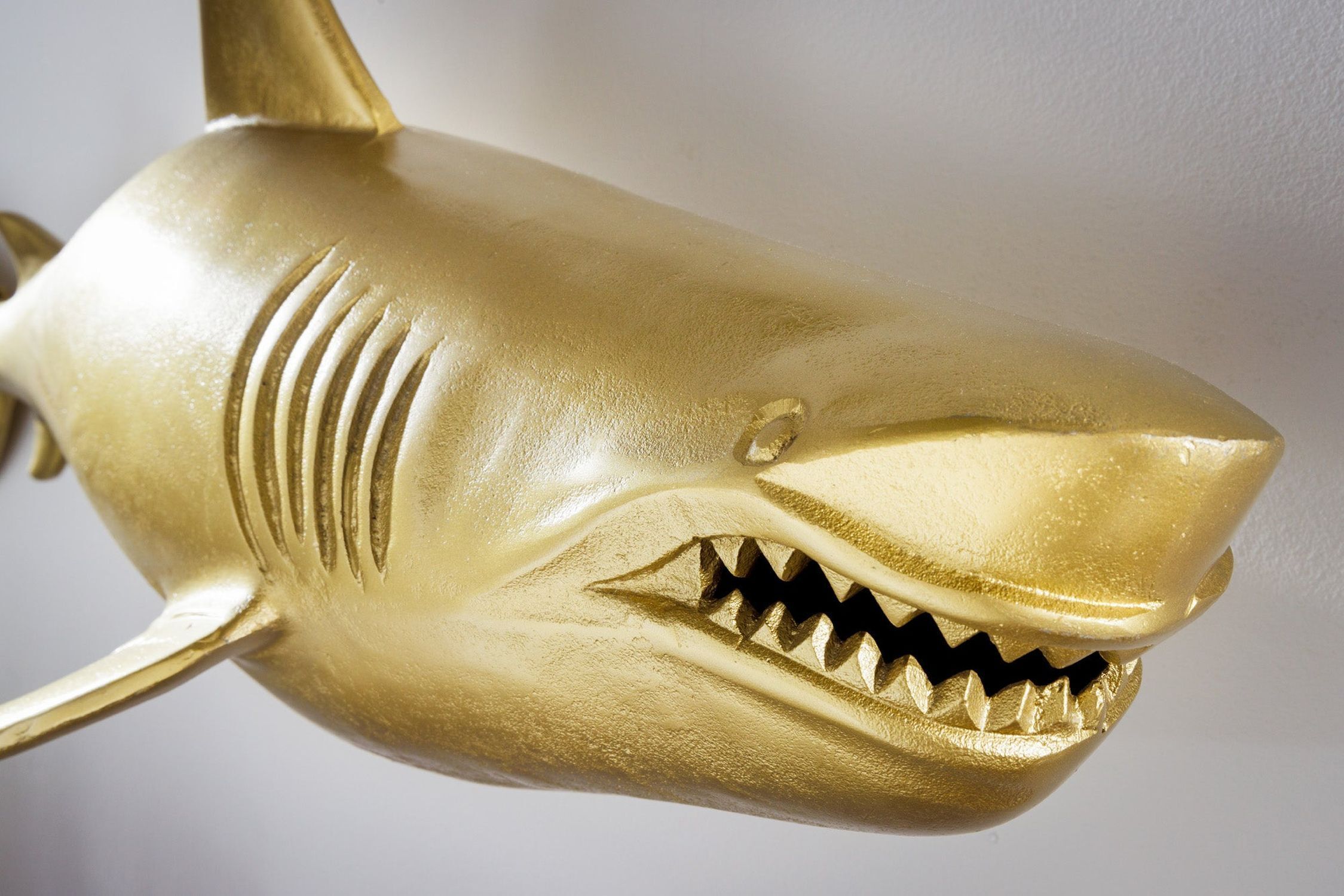 Tier, Fische, Leben im Meer, Hai