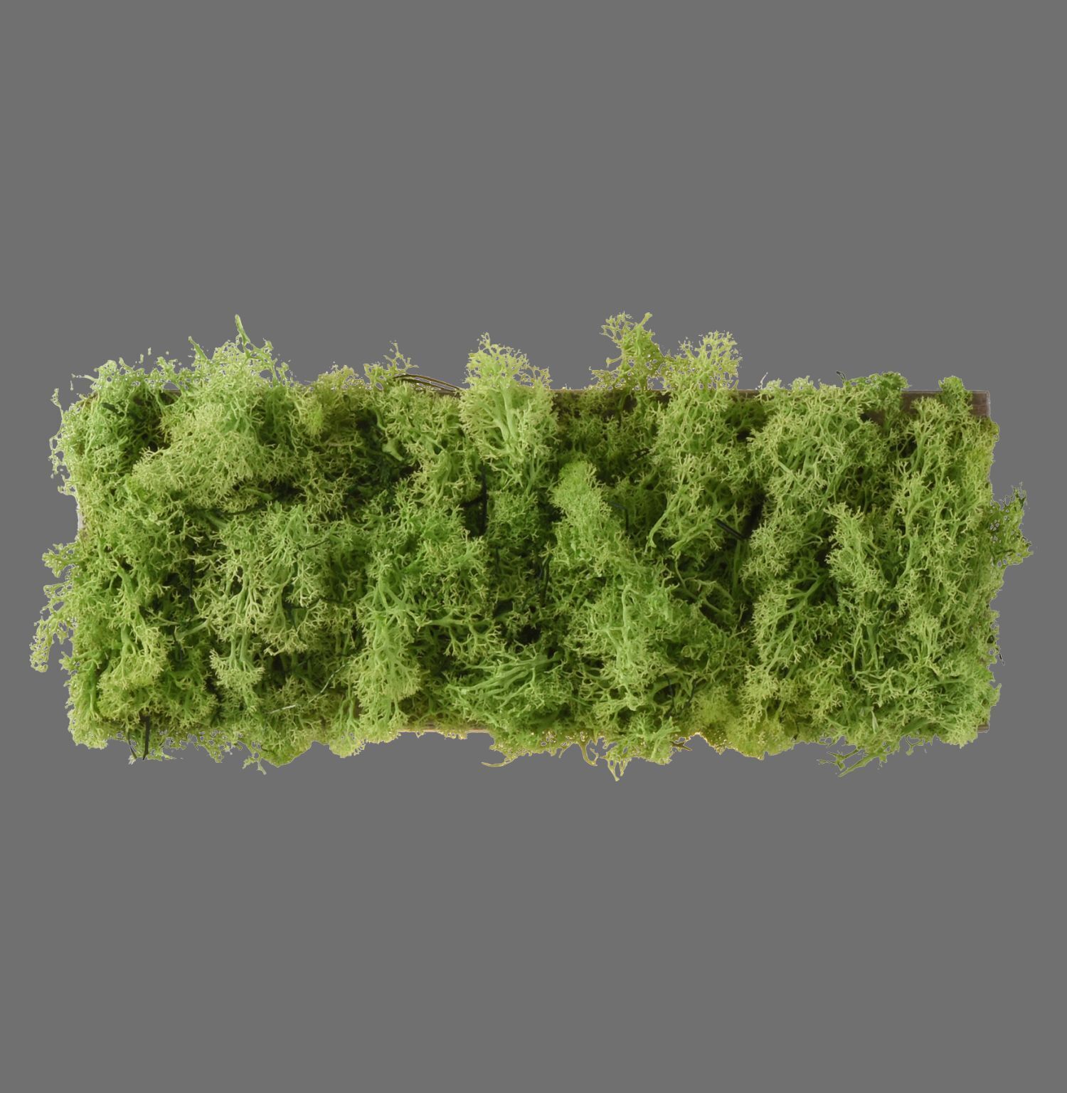 Moos, Pflanze, Vegetation