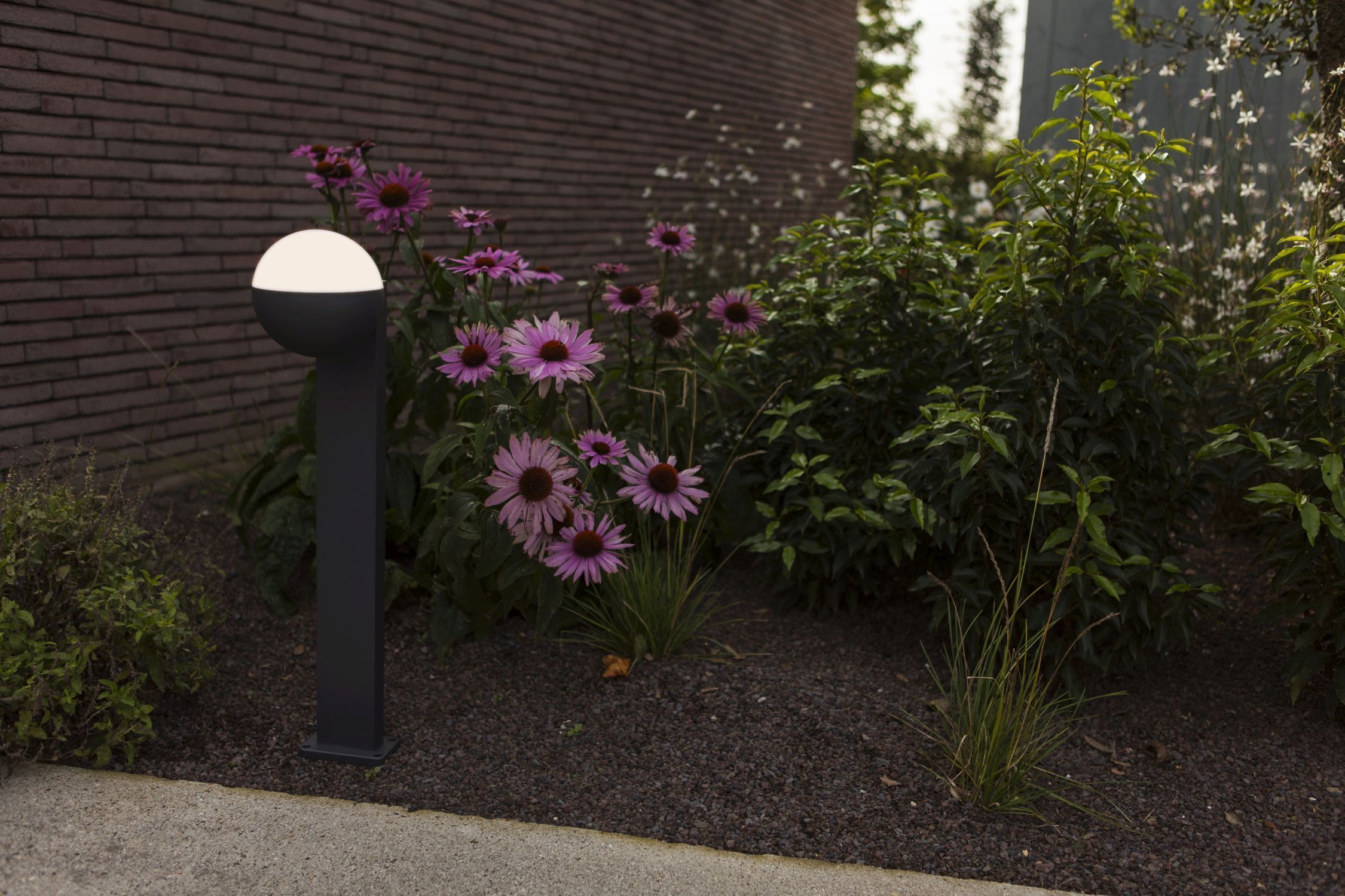Gänseblümchen, Blume, Pflanze, Straße