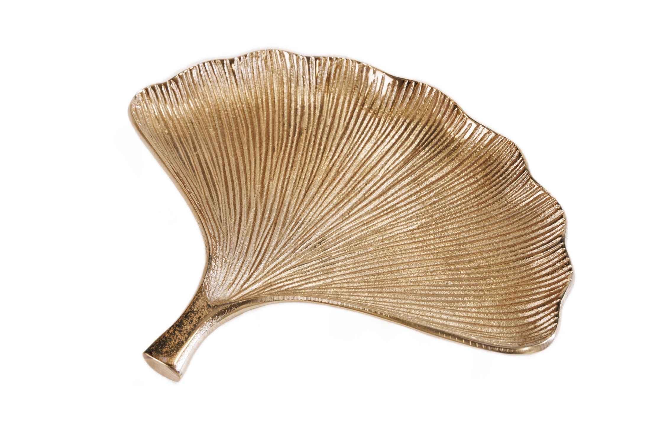 Pilz, Pflanze