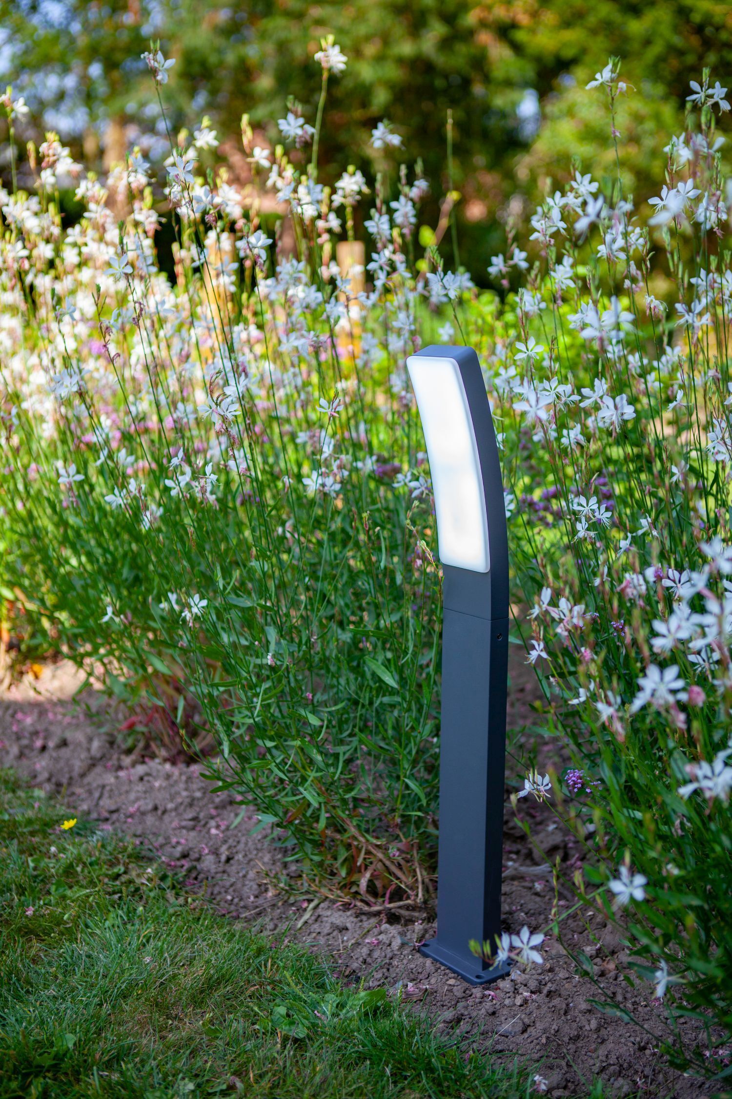 Gras, Garten, Im Freien, Blume, Vegetation