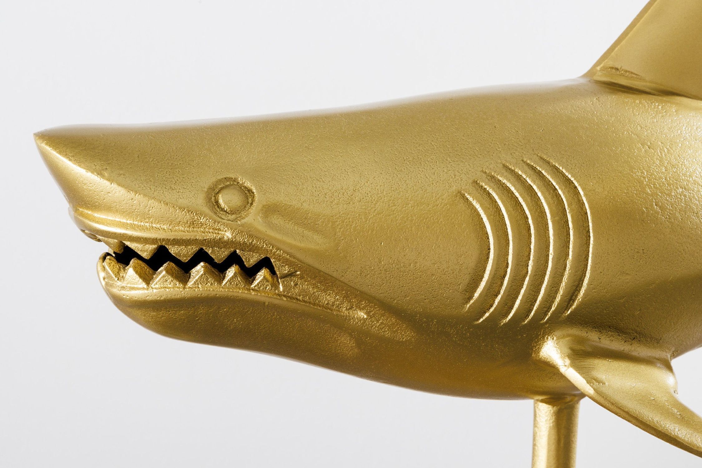 Tier, Leben im Meer, Fische, Hai