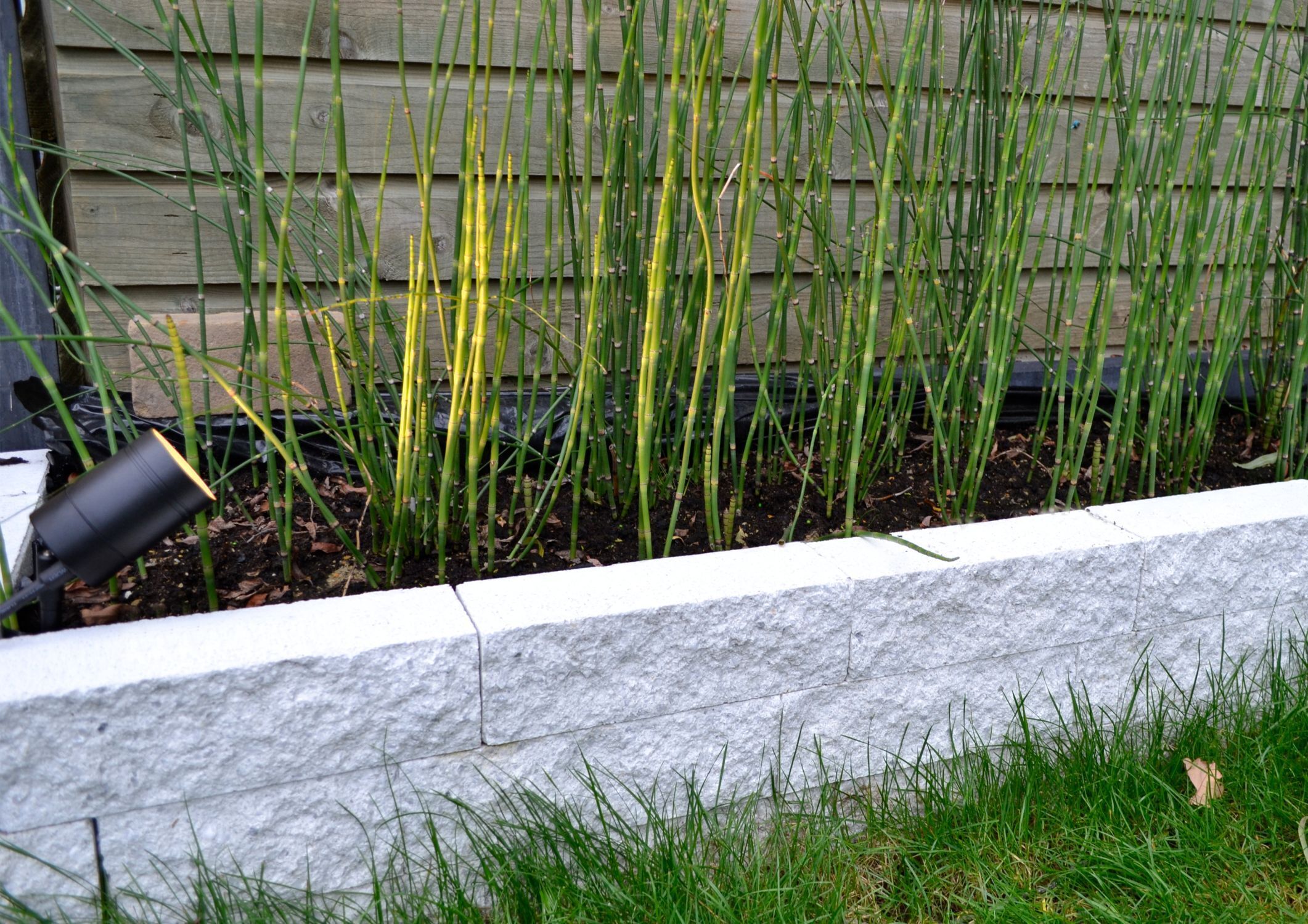 Ziergras, Bambusgras, Beetbegrenzung, Steinmauer, Gartenpflanze