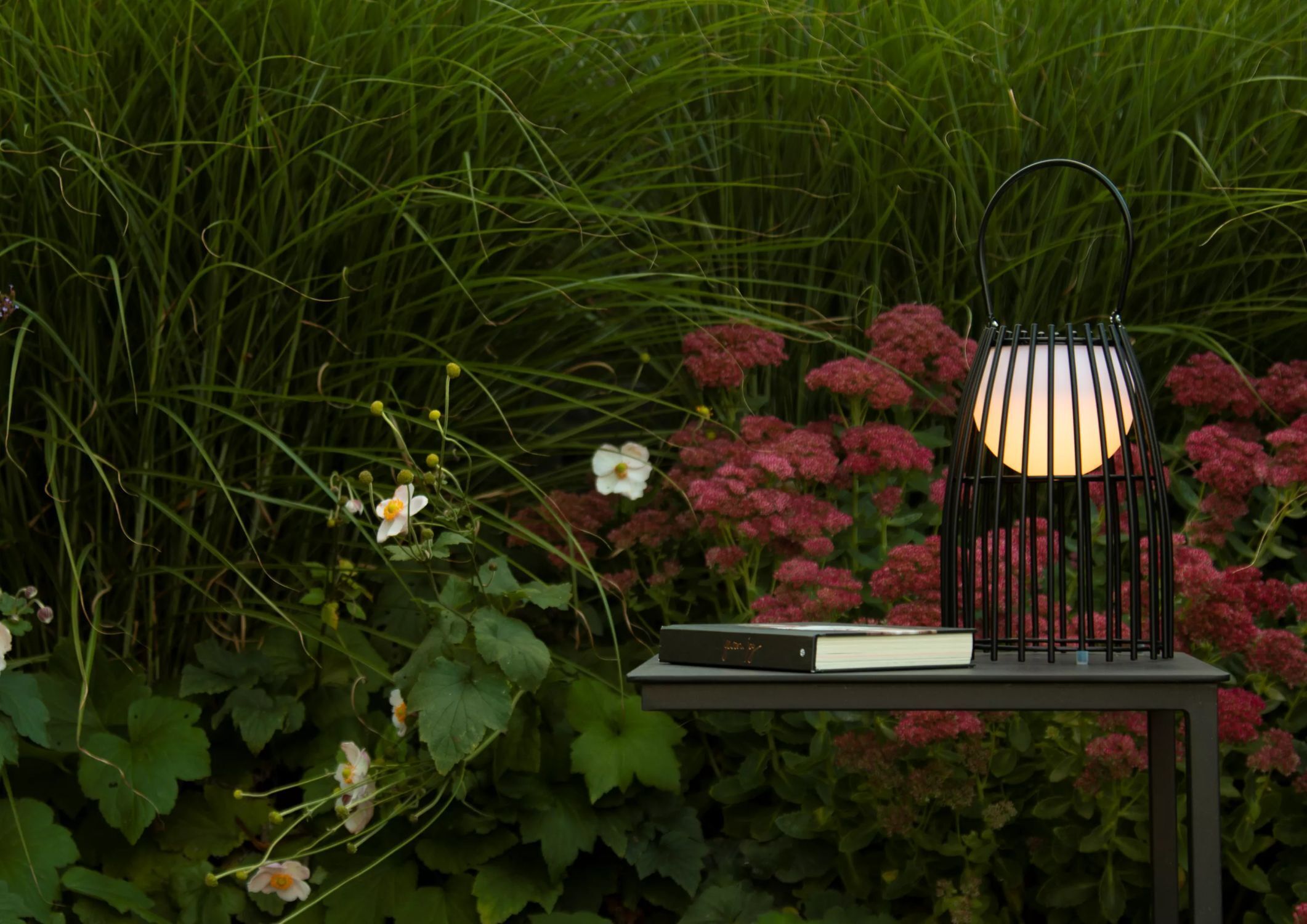 Lampe, Blume, Geranie, Gras, Gänseblümchen