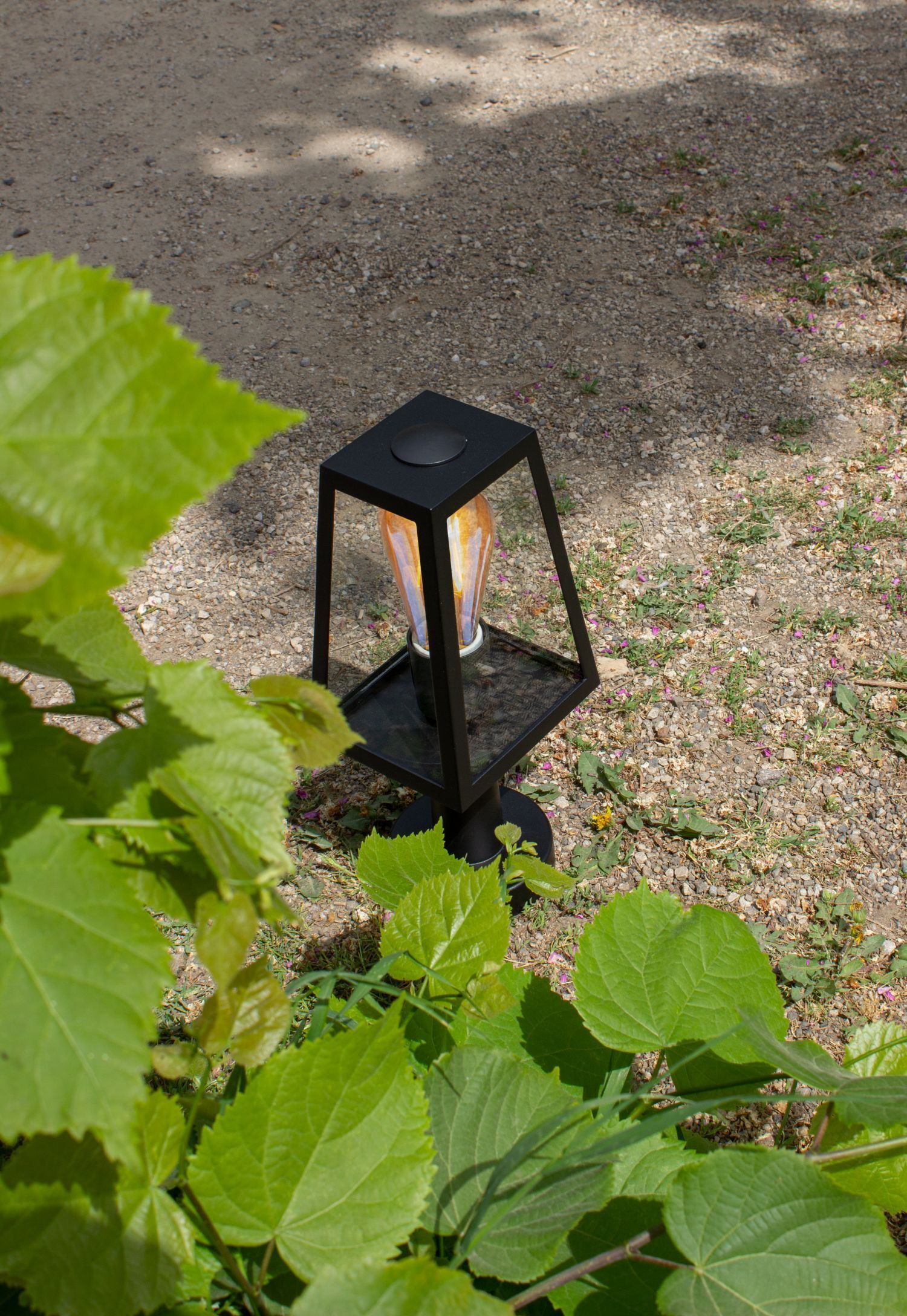 Blatt, Pflanze, Lampe, Boden
