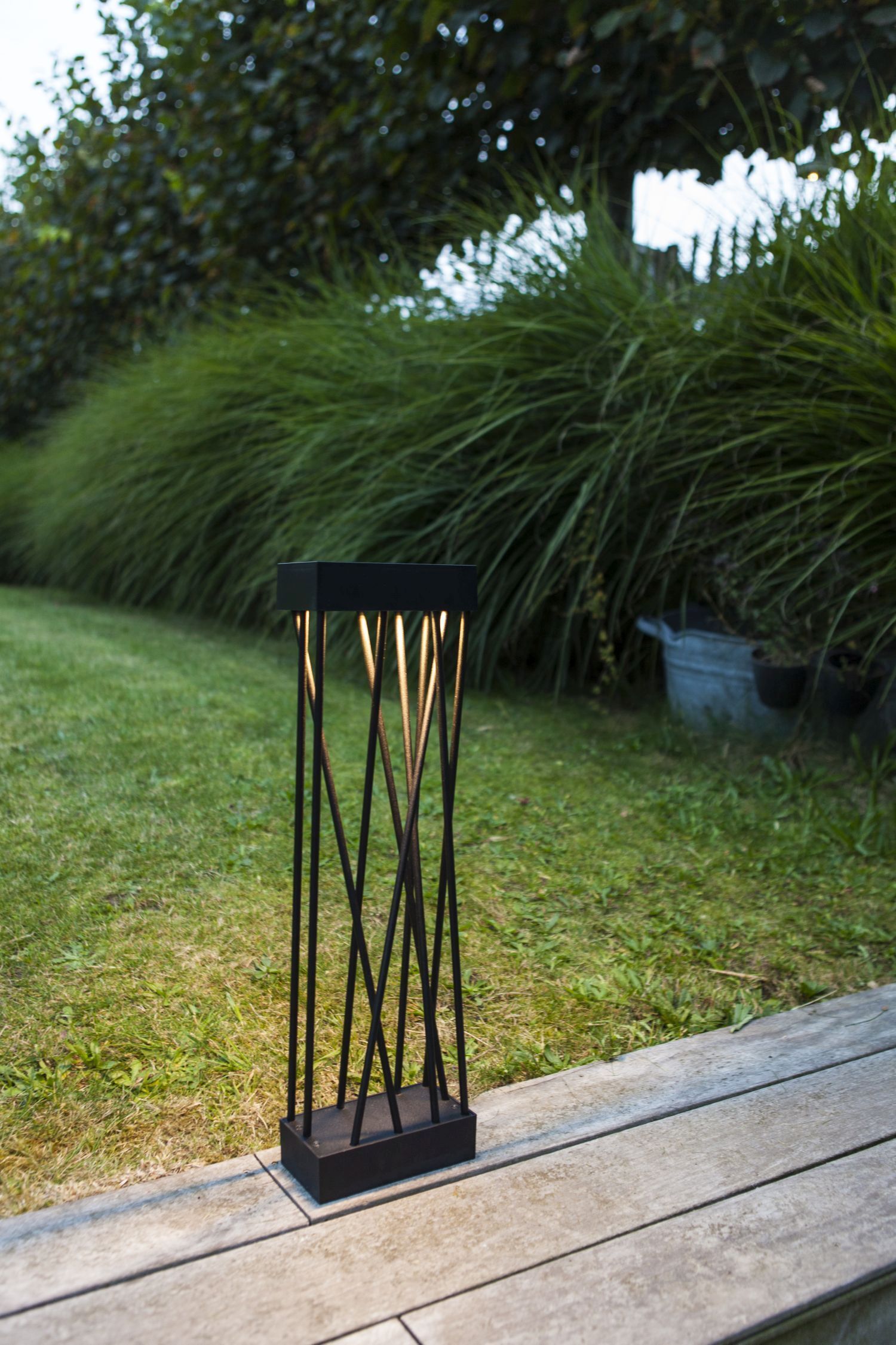 Gras, Pflanze