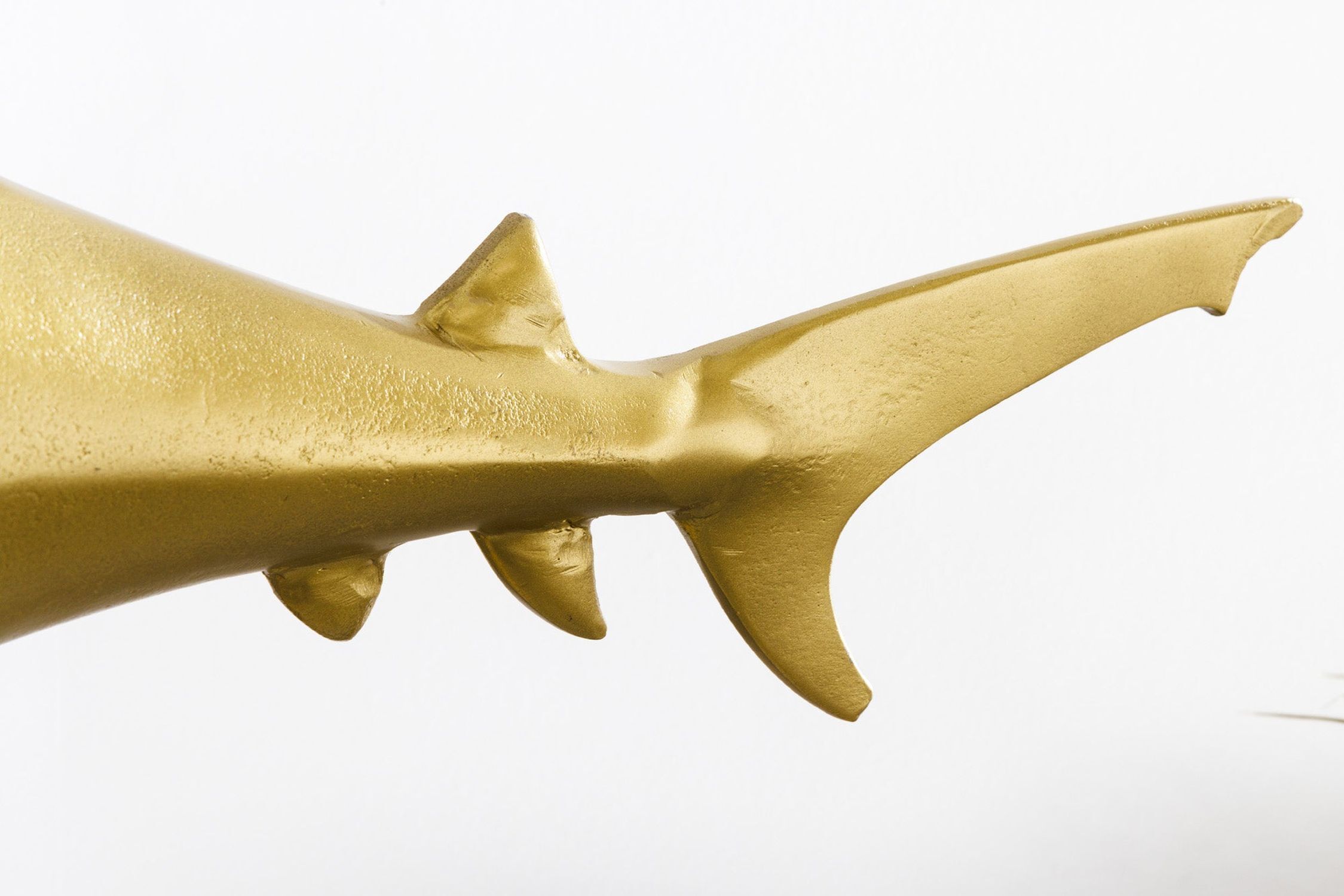 Tier, Leben im Meer, Fische, Hai