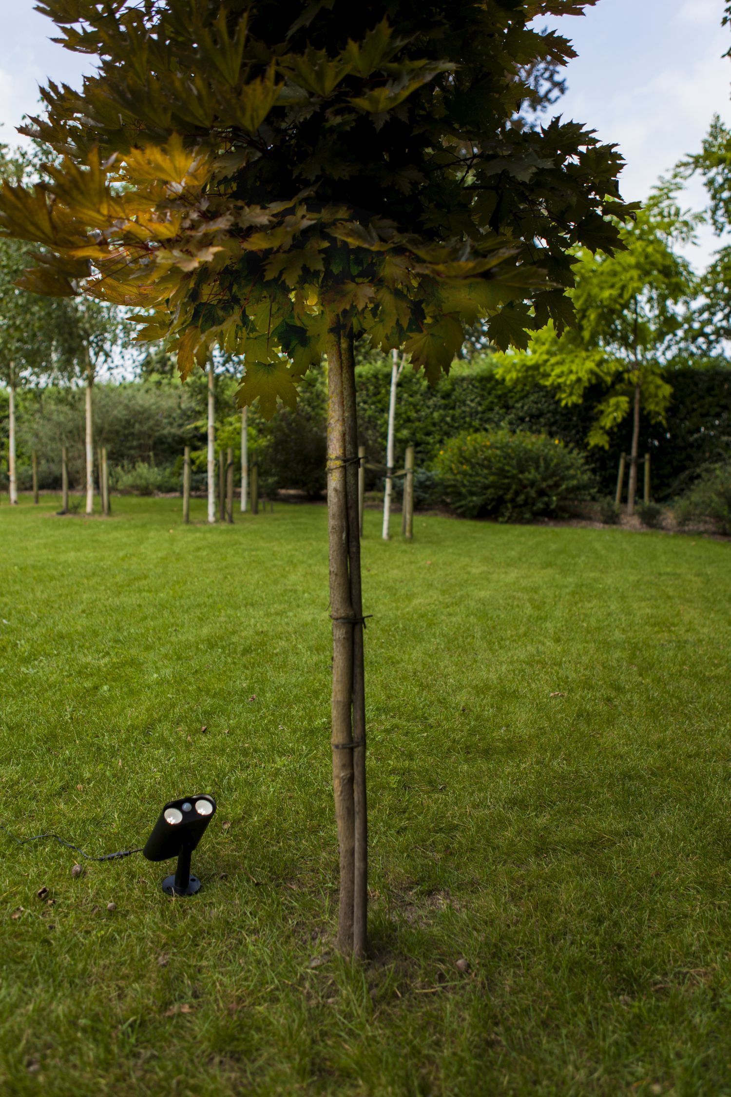 Baum, Gras, Baumstamm, Rasen, Bewuchs
