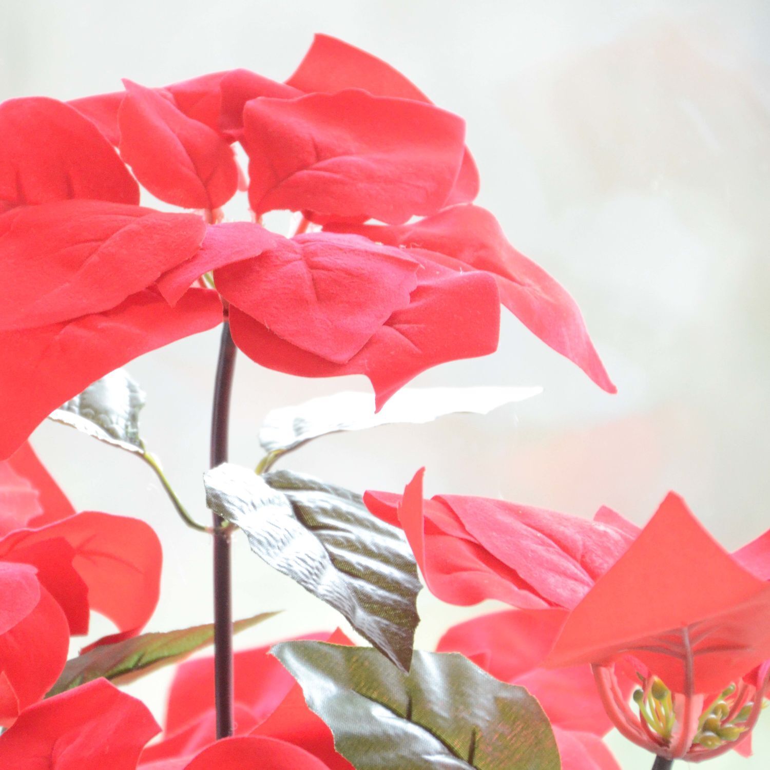 Blume, Blütenblatt, Blatt, Geranie, Rose