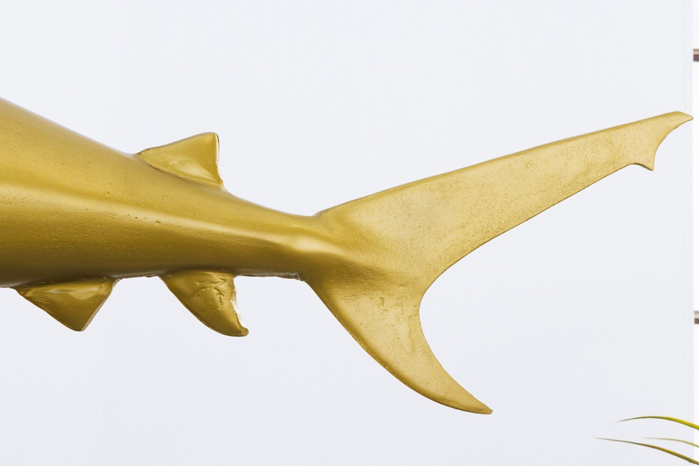 Tier, Leben im Meer, Fische, Hai