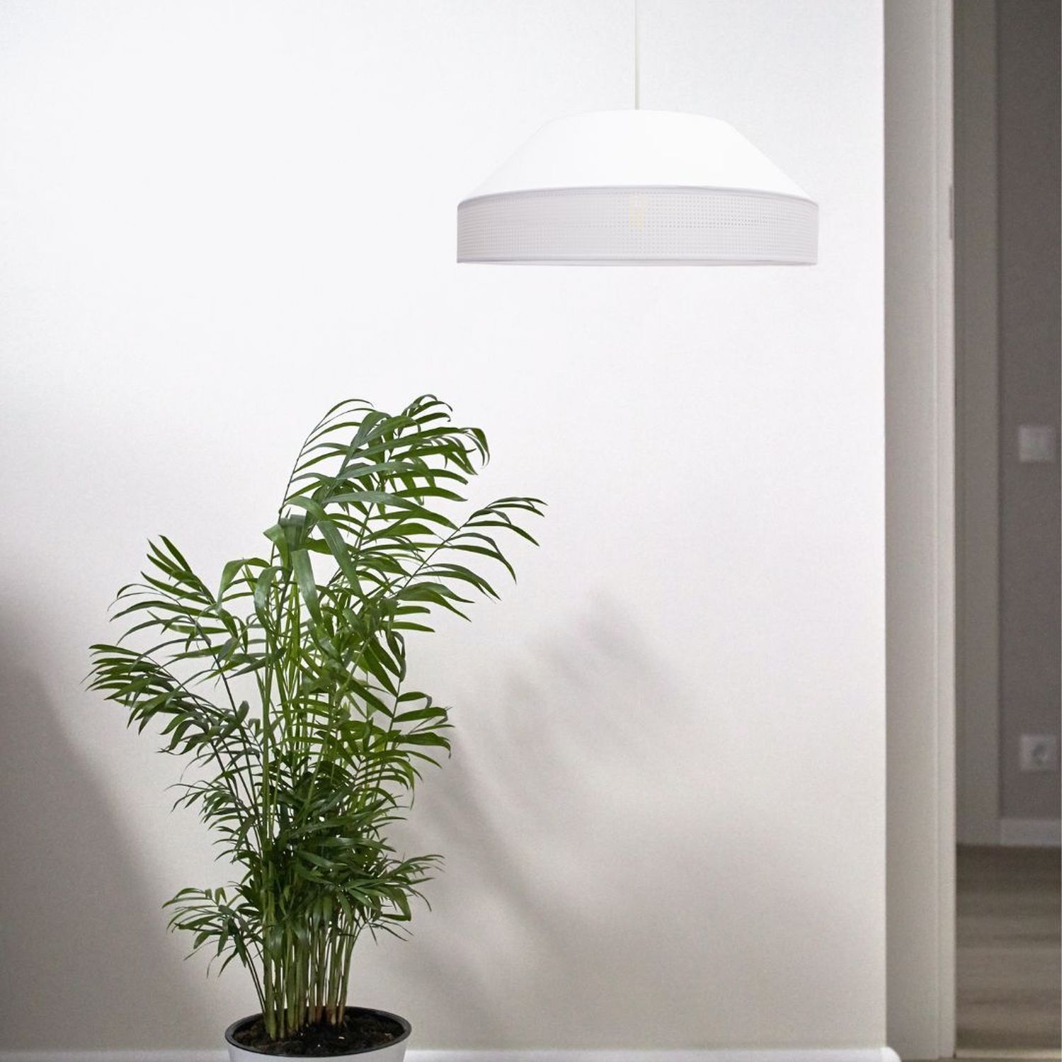 pflanze, palme, grün, topfpflanze, zimmerpflanze