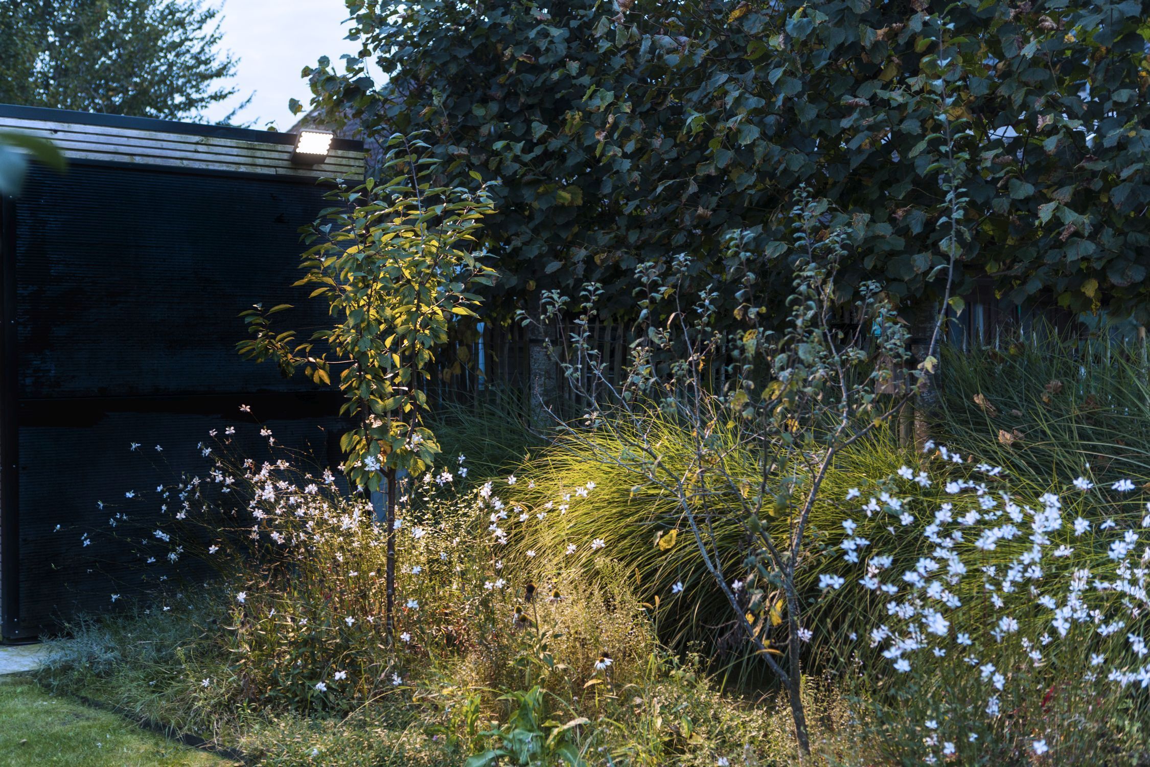 Garten, Natur, Draußen, Vegetation, Hinterhof