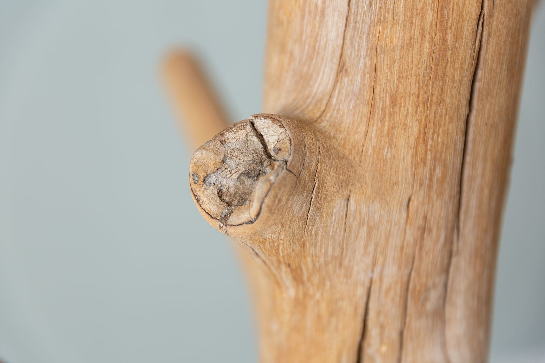 Holz, Pflanze, Baum