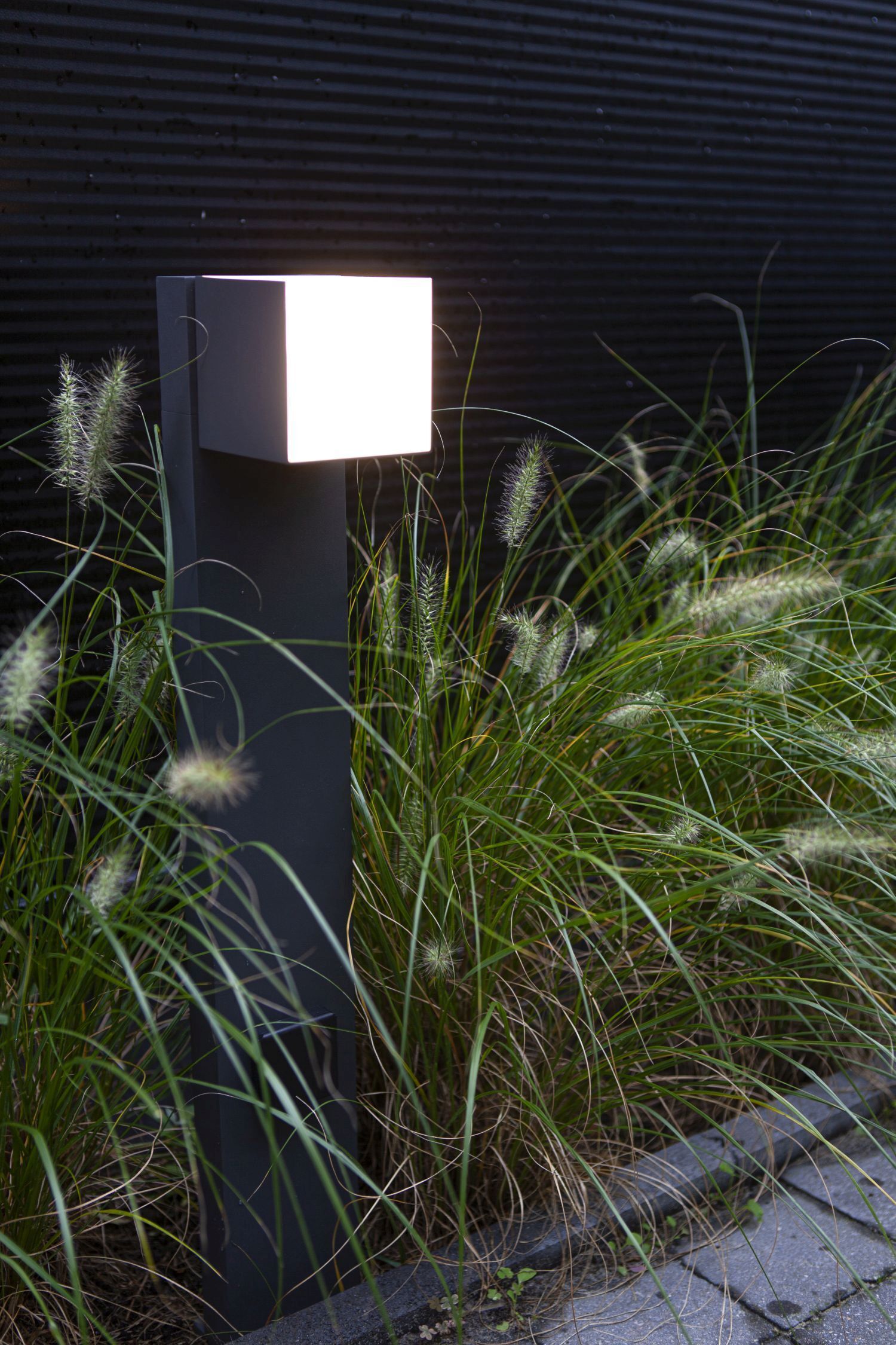 Pflanze, Gras, Lampe