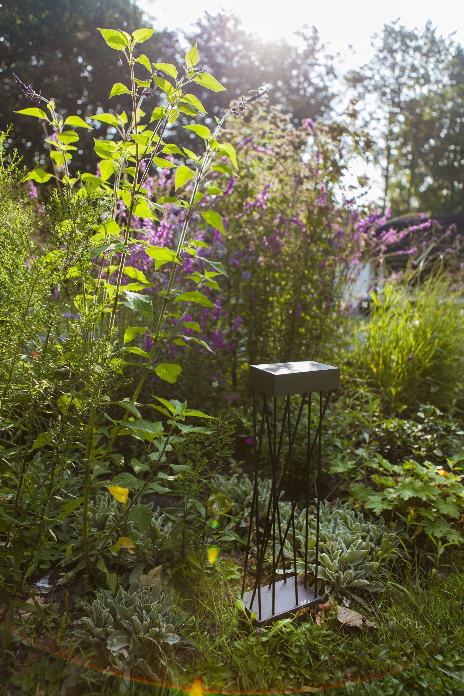 Garten, Natur, Draußen, Pflanze, Vegetation