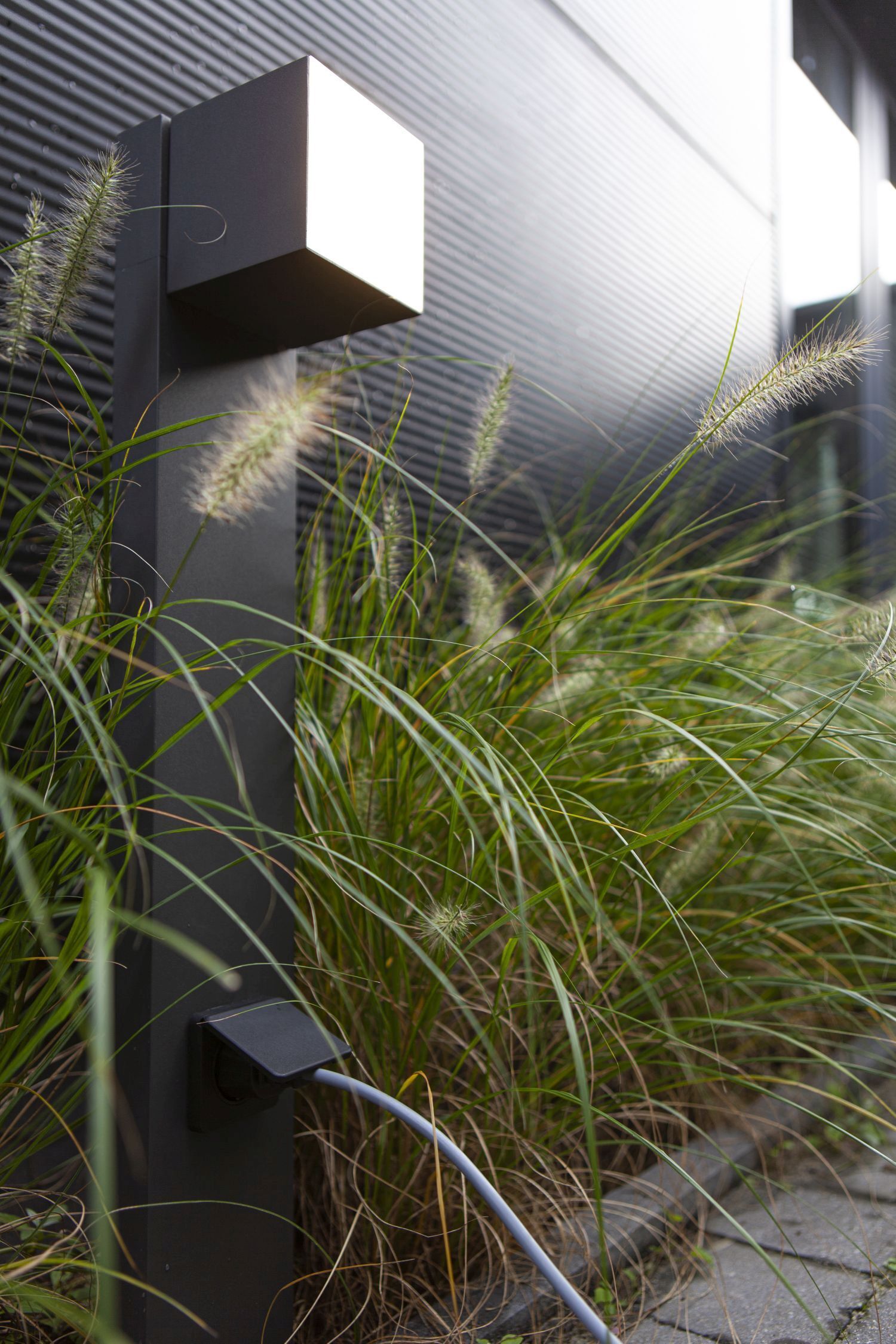Pflanze, Gras, Schilf
