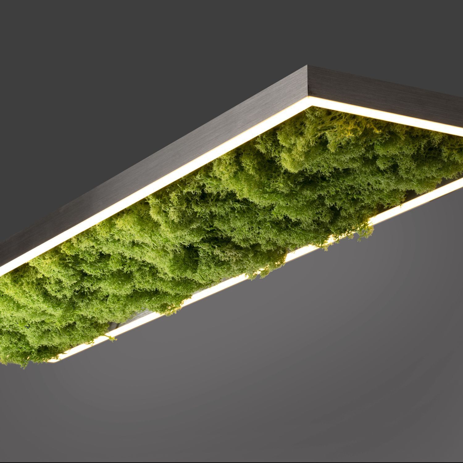 LED Deckenleuchte Moos L:100 cm 3000 K 3550 lm aus Moos