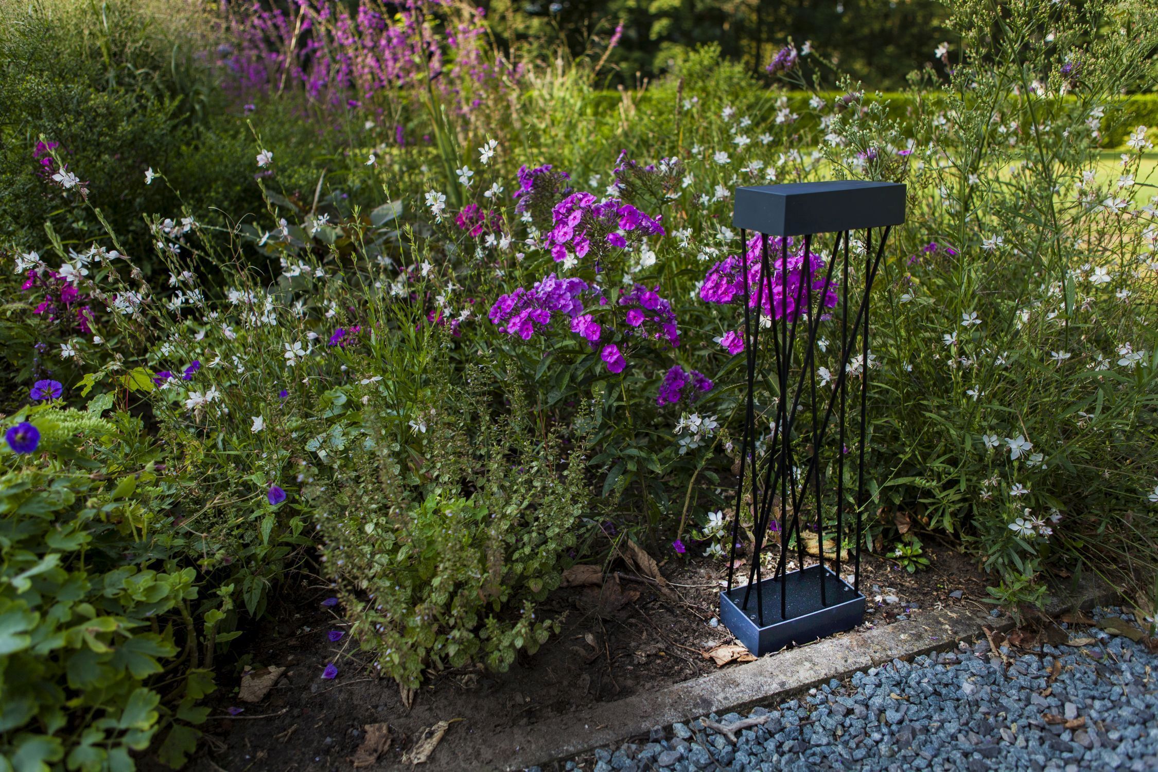 Blume, Geranie, Garten, Natur, Purpur