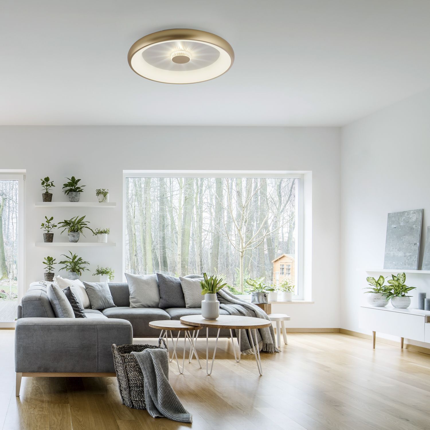 Dekoration für Zuhause, Pflanze