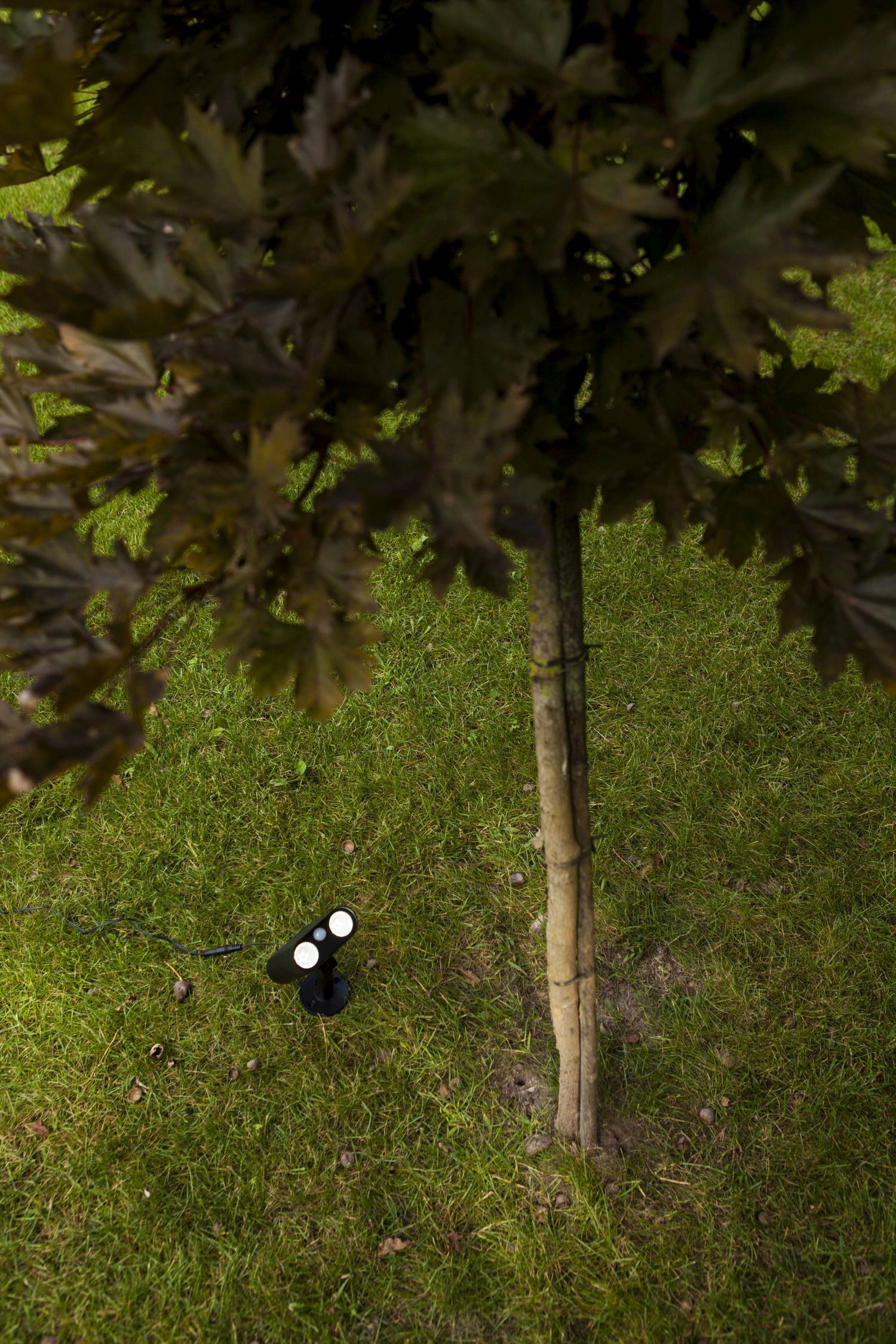 Baum, Blatt, Baumstamm, Gras, Bewuchs