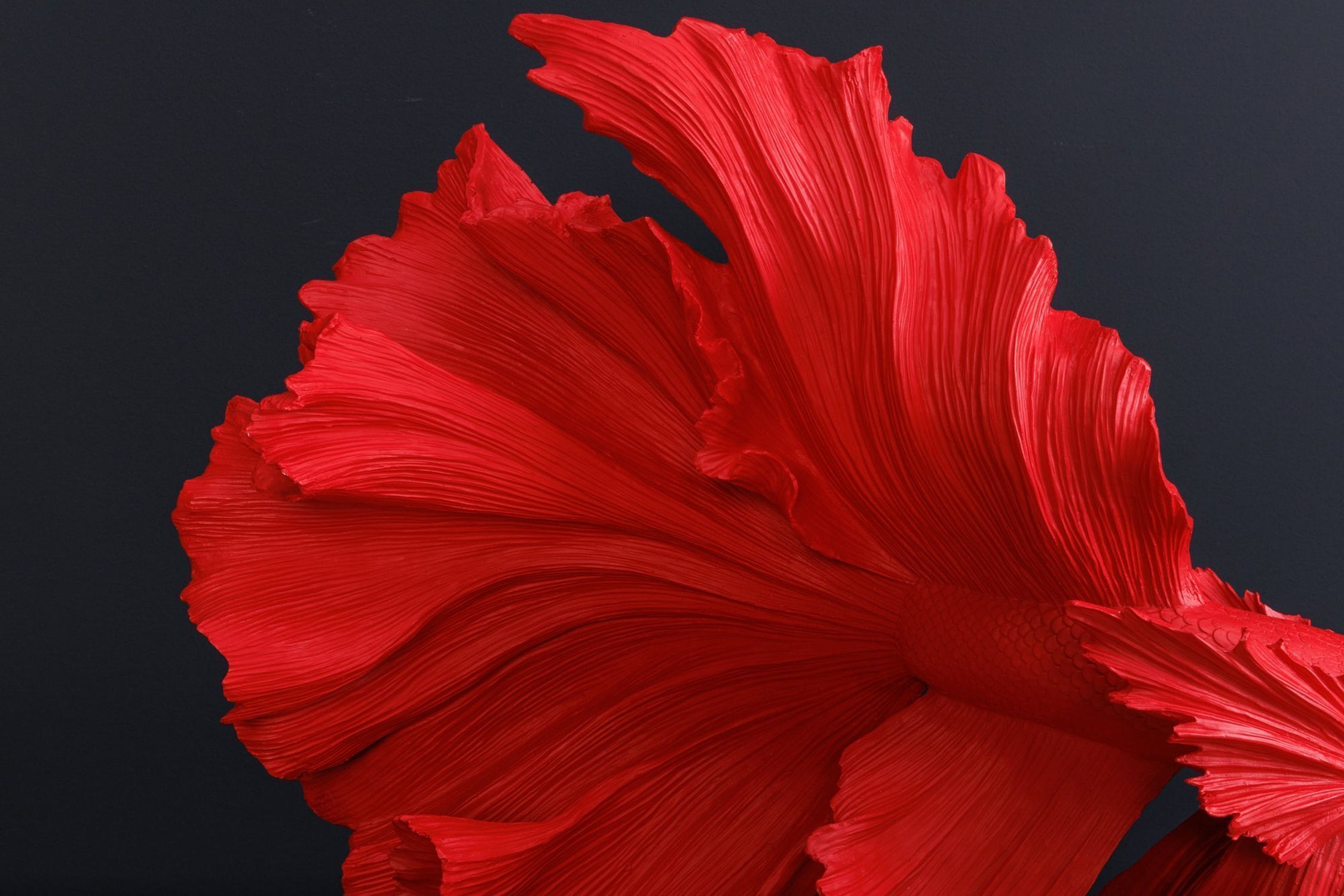 Blume, Pflanze, Blütenblatt