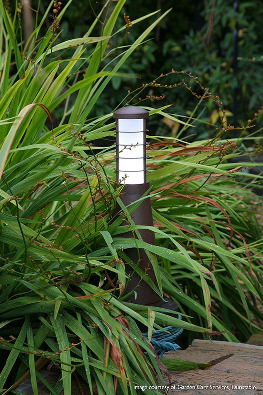 Agavaceae, Pflanze, Flachs, Blume